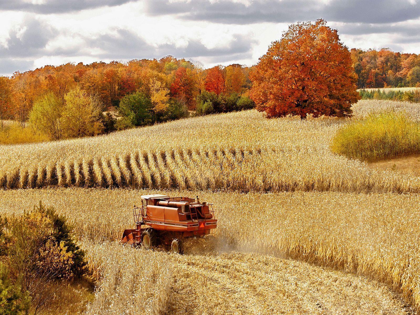 Corn Harvest Wallpaper