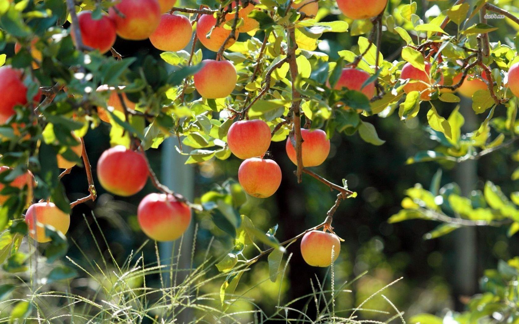 5000 Free Apple Tree  Apple Images  Pixabay