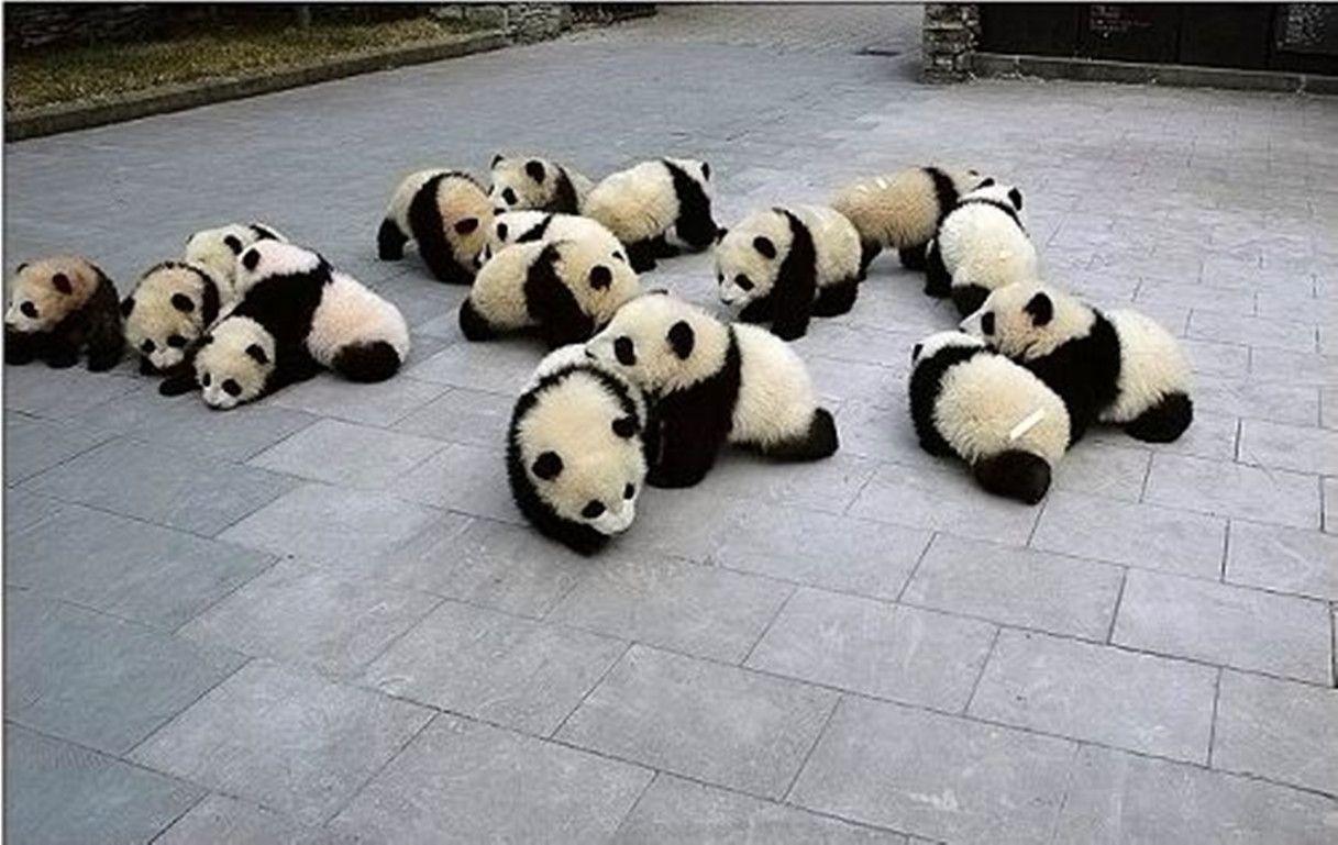  Baby  Panda  Wallpapers  Wallpaper  Cave