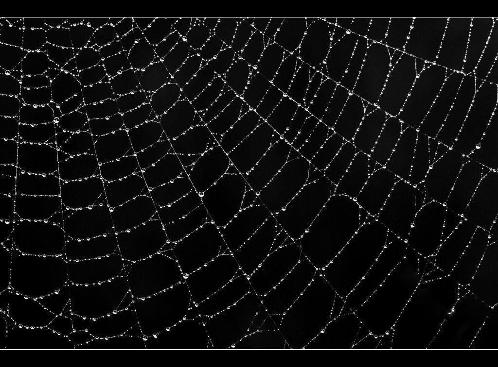 Spider Web Picture and Wallpaper Items