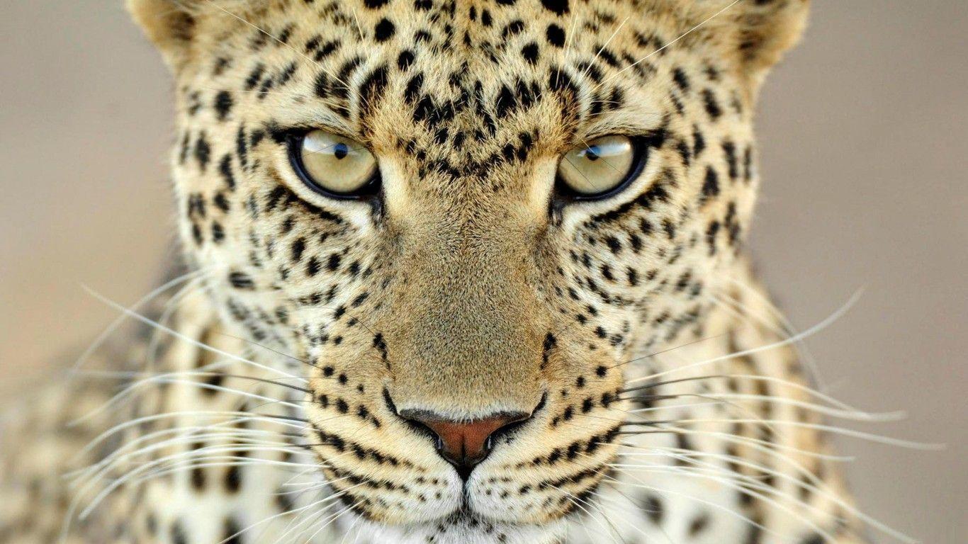 Animals For > Cheetah Wallpaper HD