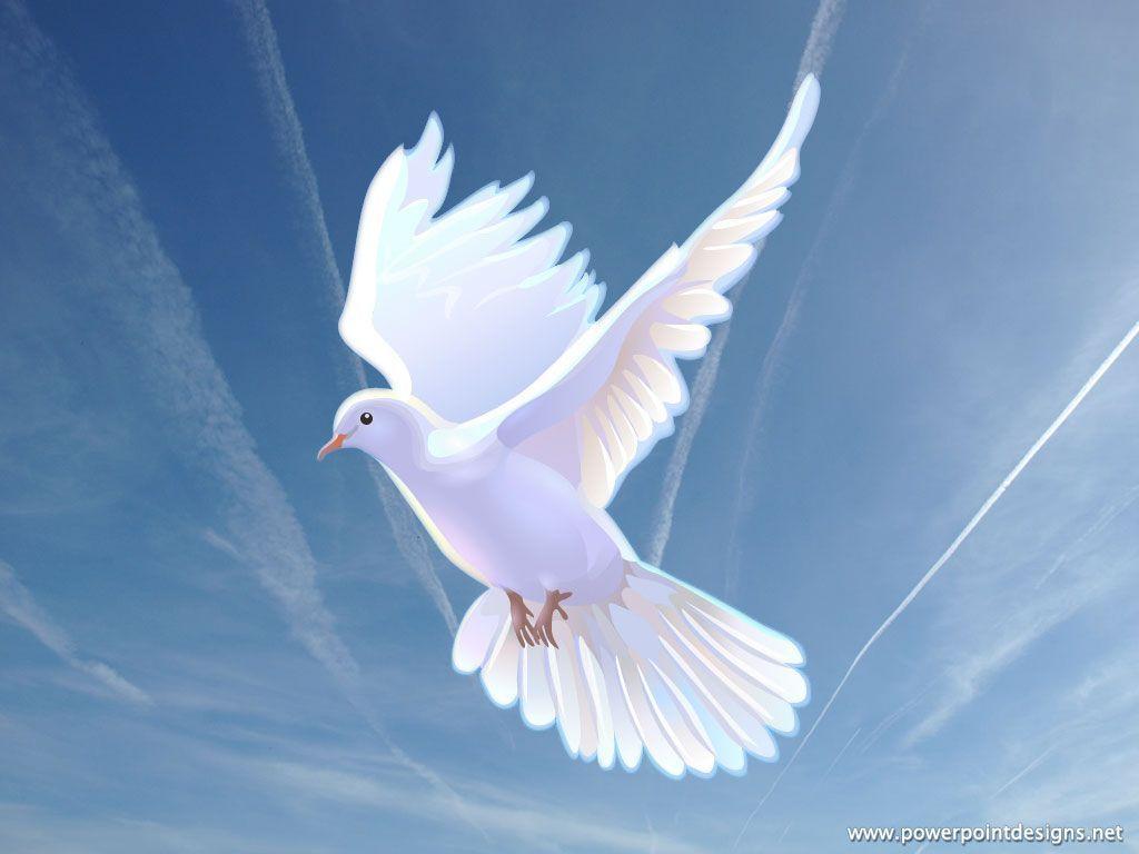 Doves image Dove HD wallpaper and background photo