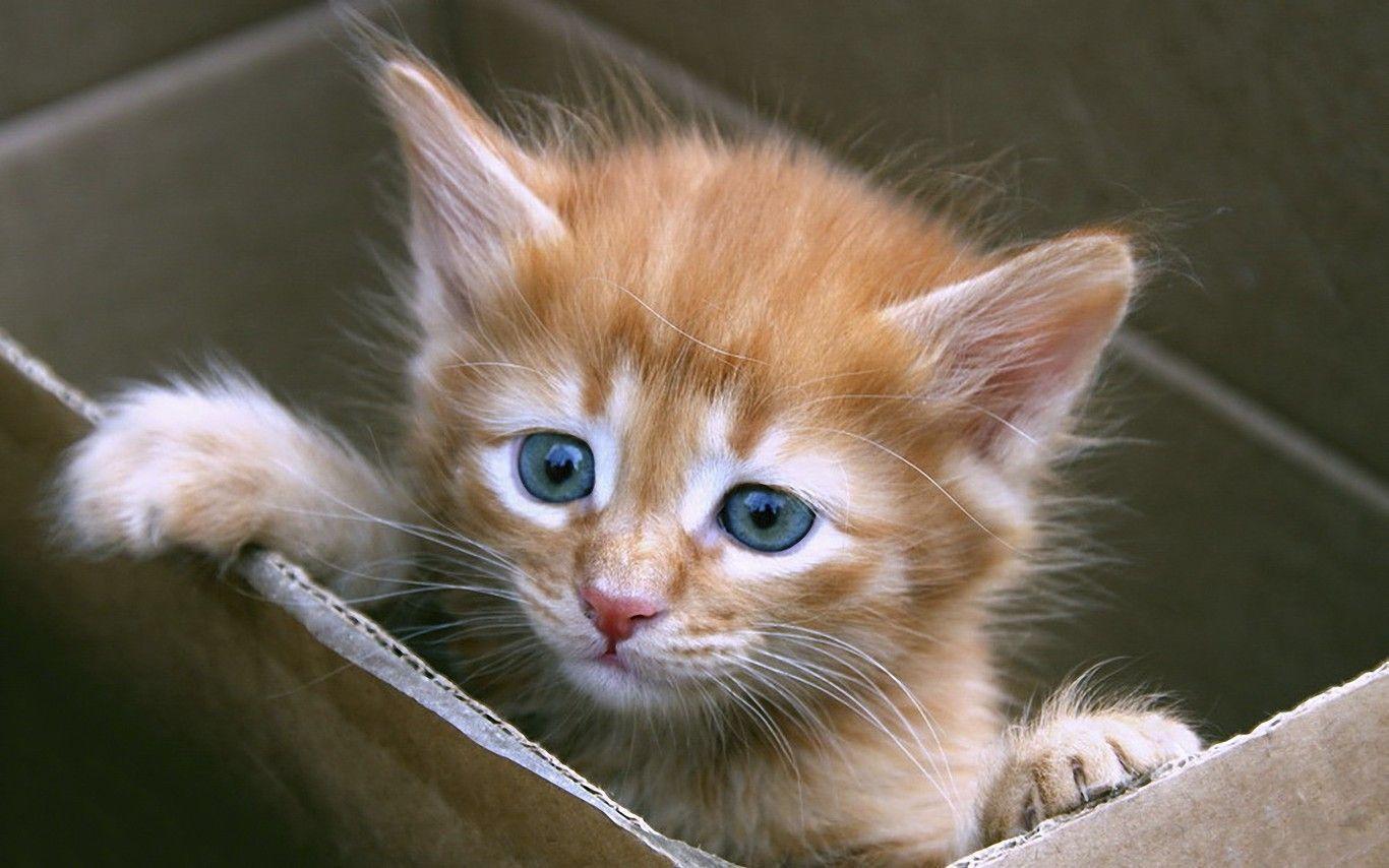 Kittens Desktop Wallpaper Image & Picture