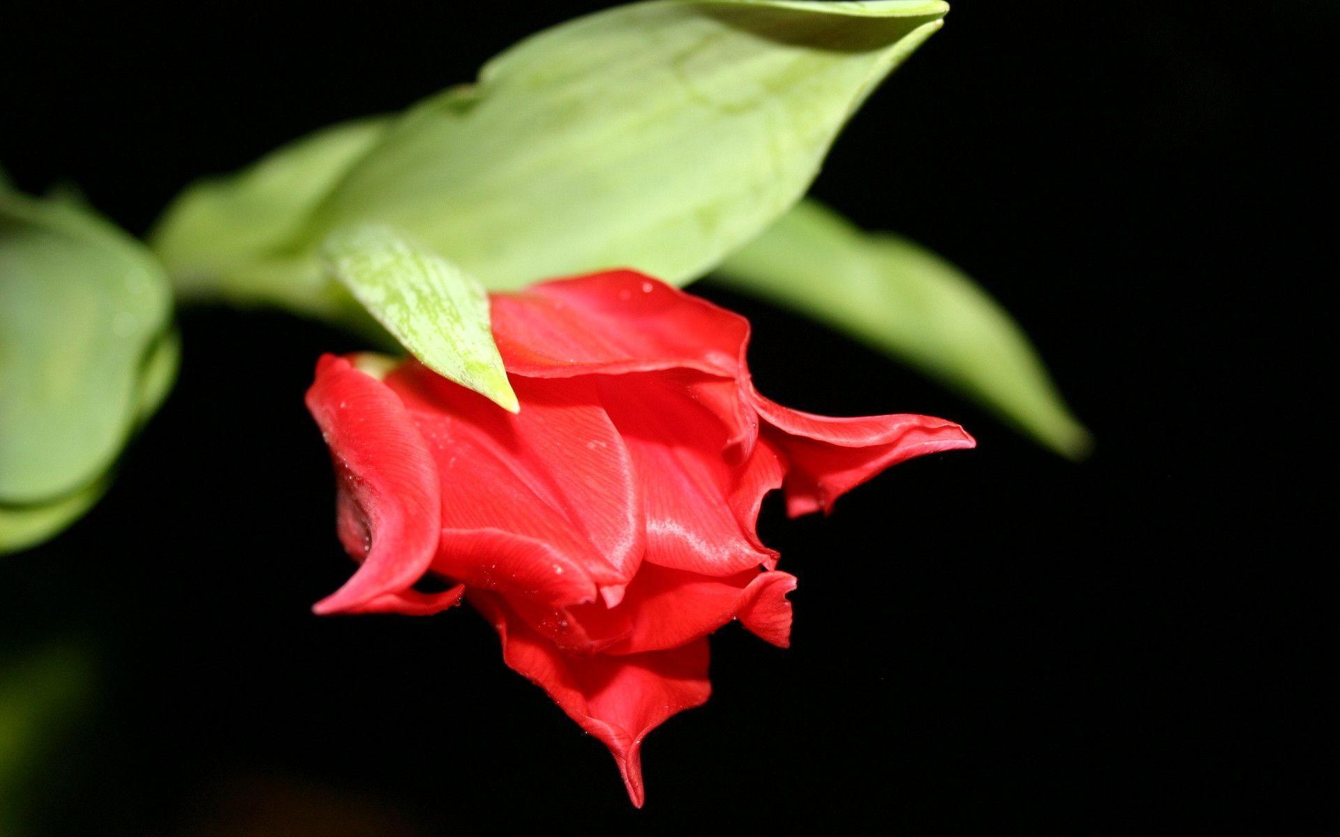 Most Downloaded Black Rose Wallpaper Full HD