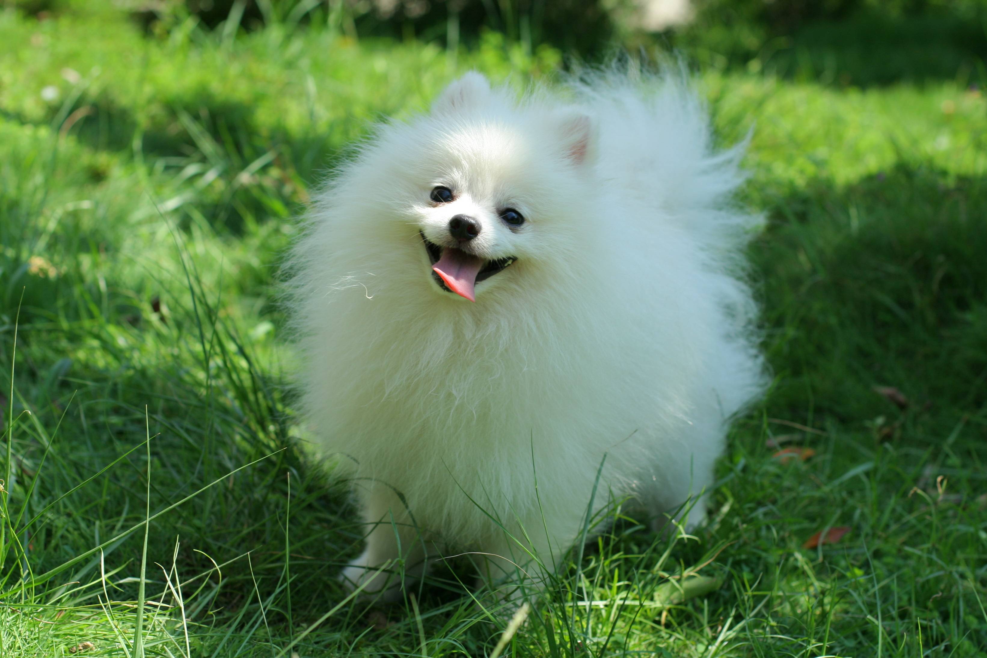 Pomeranian Wallpapers Wallpaper Cave