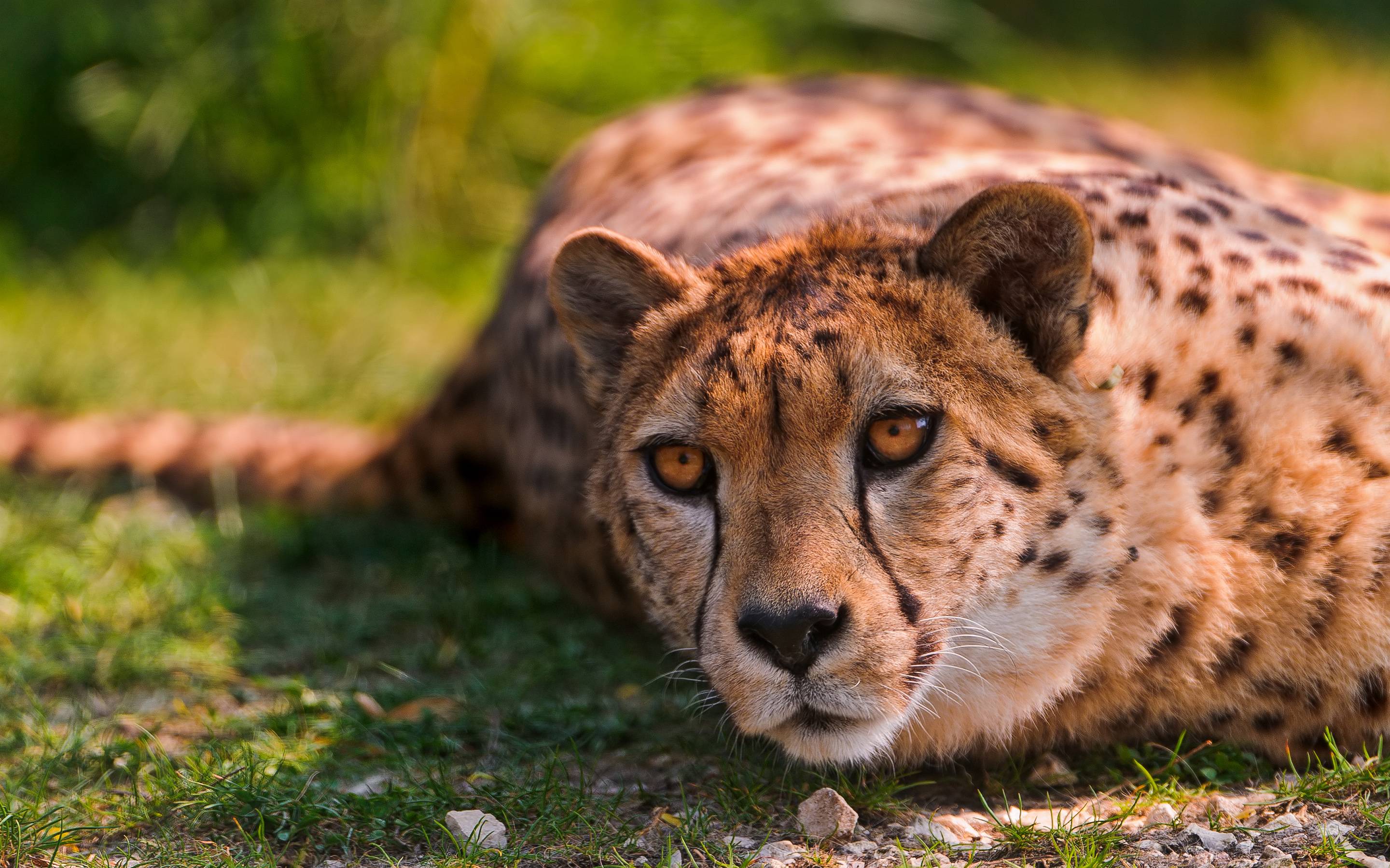 Cheetah Lying (id: 99749)