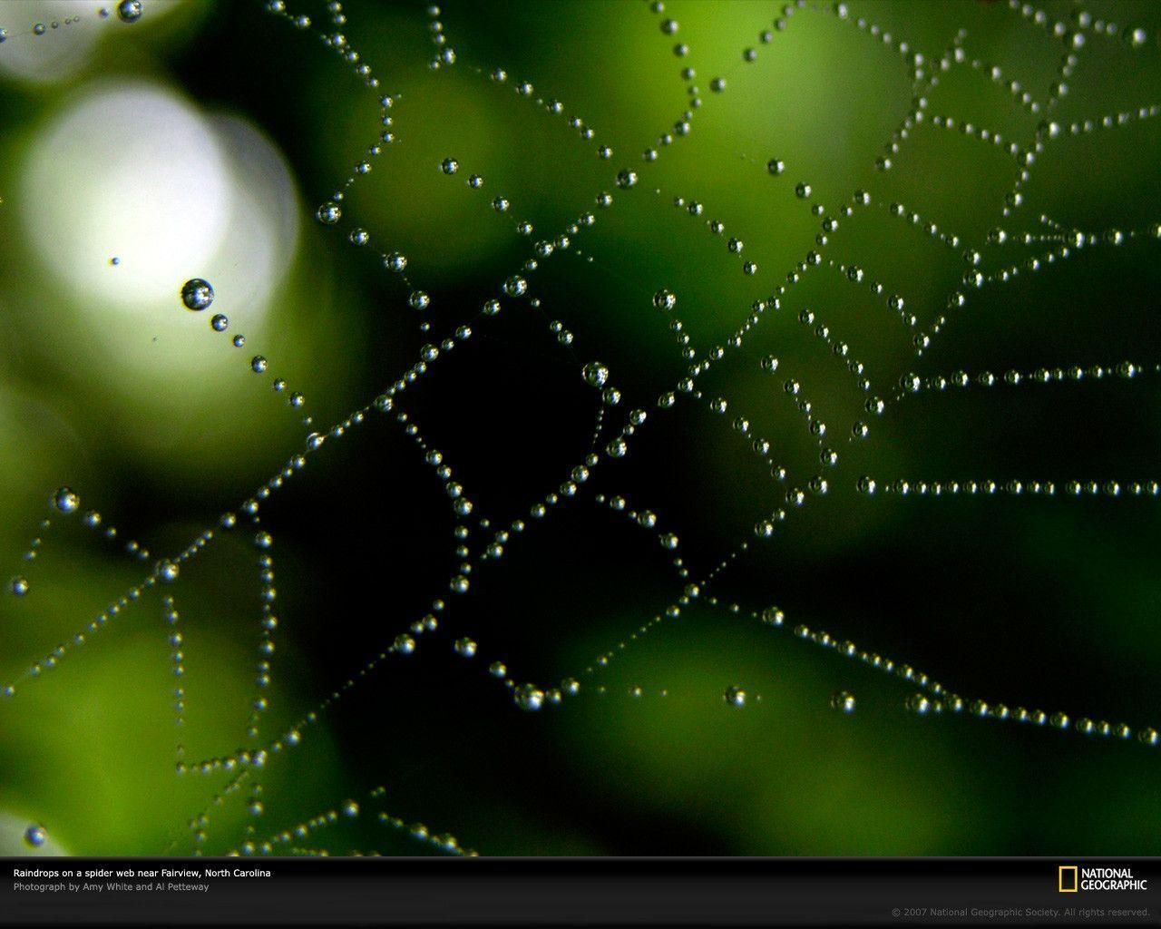 Download National Geographic Spider Web With Raindrops Wallpaper
