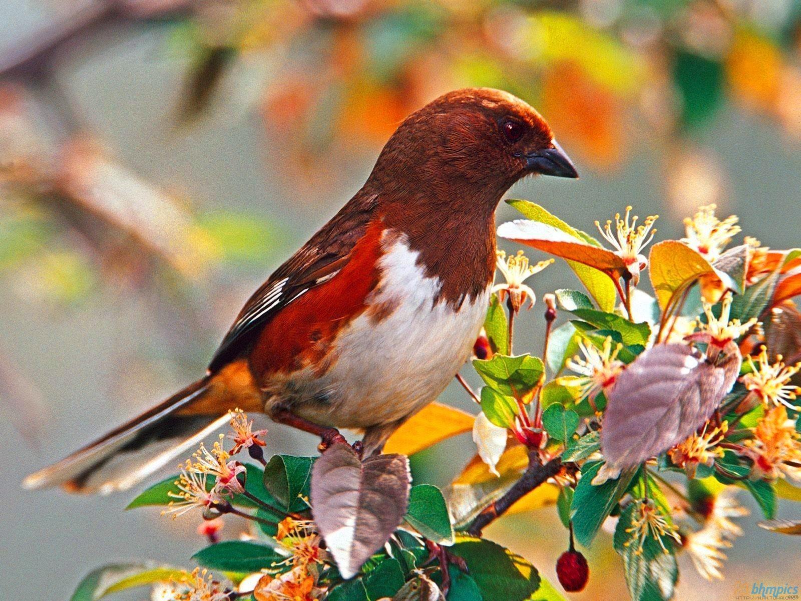 Wallpaper free 1600x1200 Wallpaper download