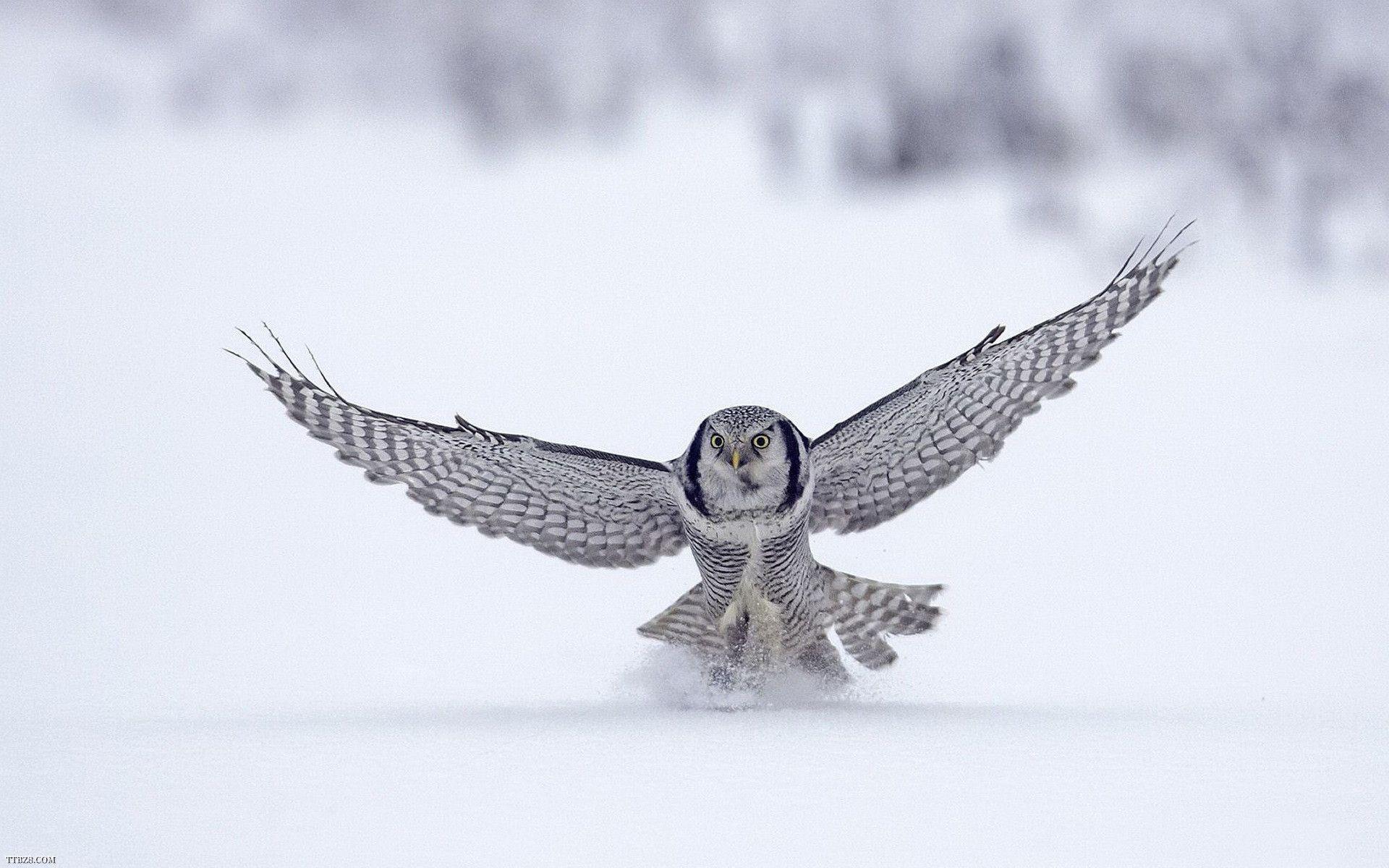 Download Animal White Owl On Snow HD Wallpaper (3913) Full