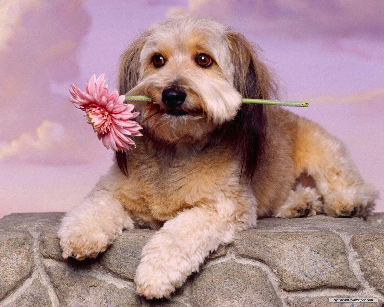 Free Dog Wallpapers