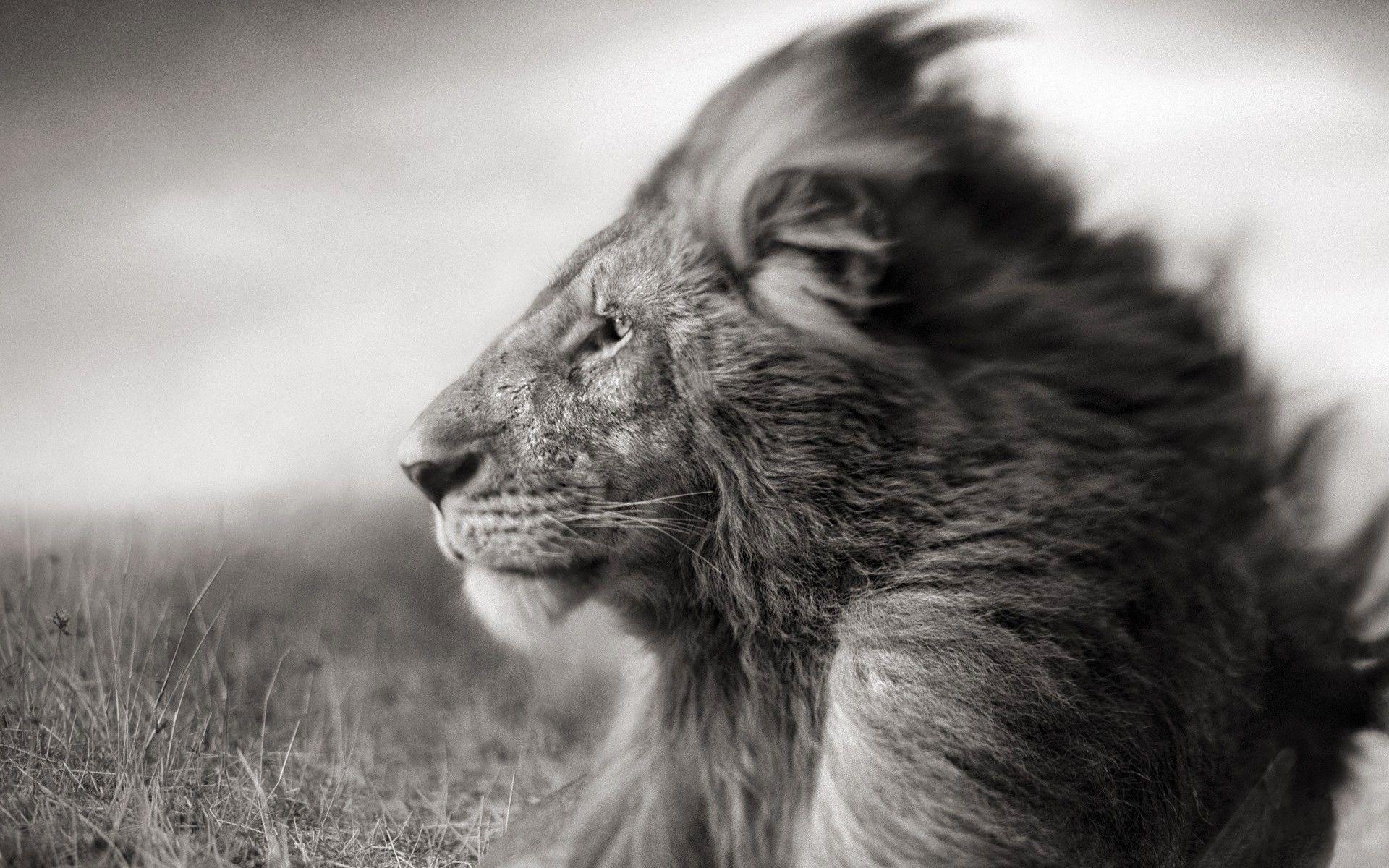 image For > Black And White Lion Background