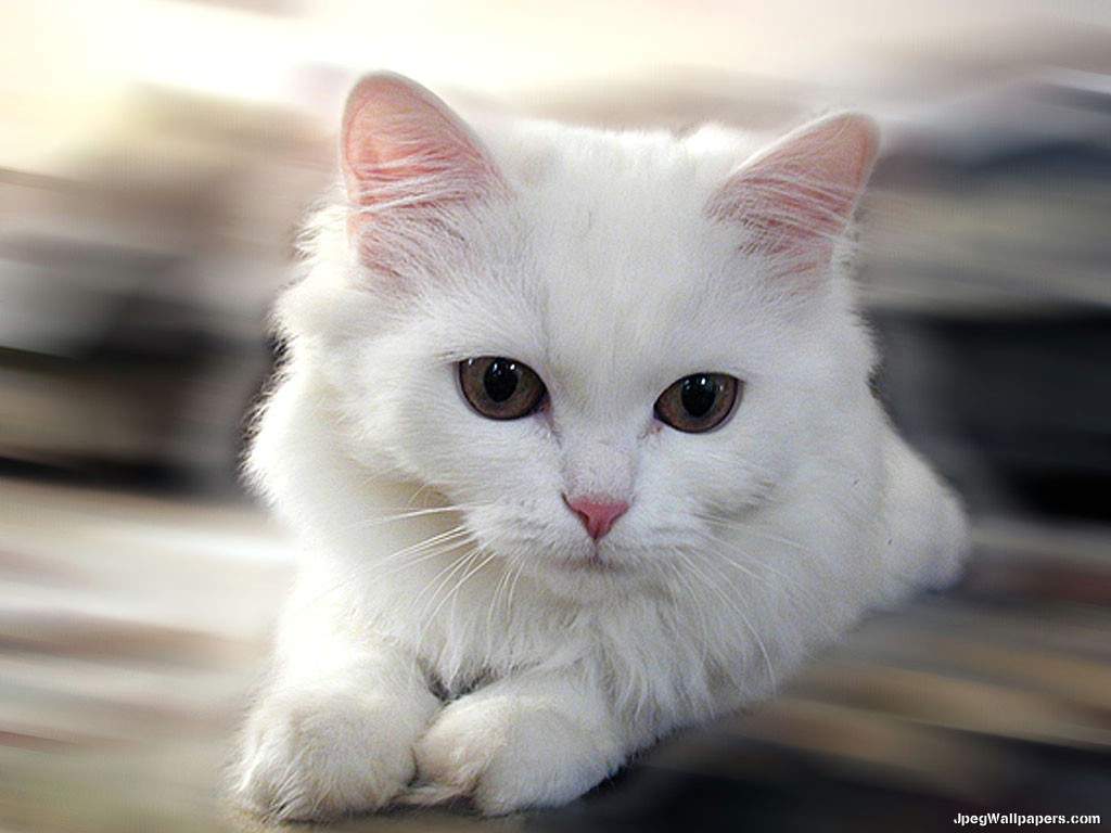 White Cat Wallpapers - Wallpaper Cave