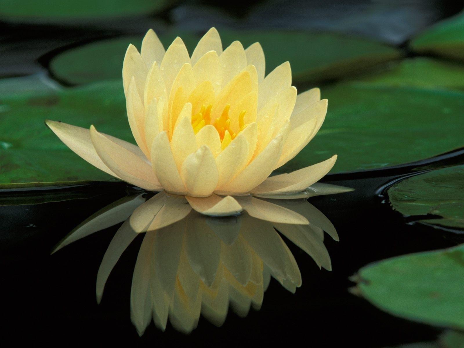 image For > Lily Pad Flower Wallpaper