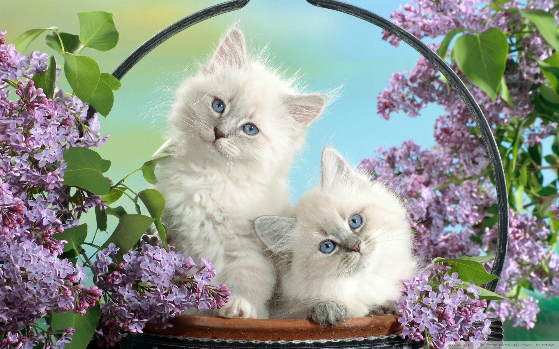 Wallpaper For > Cute Black And White Kittens Wallpaper