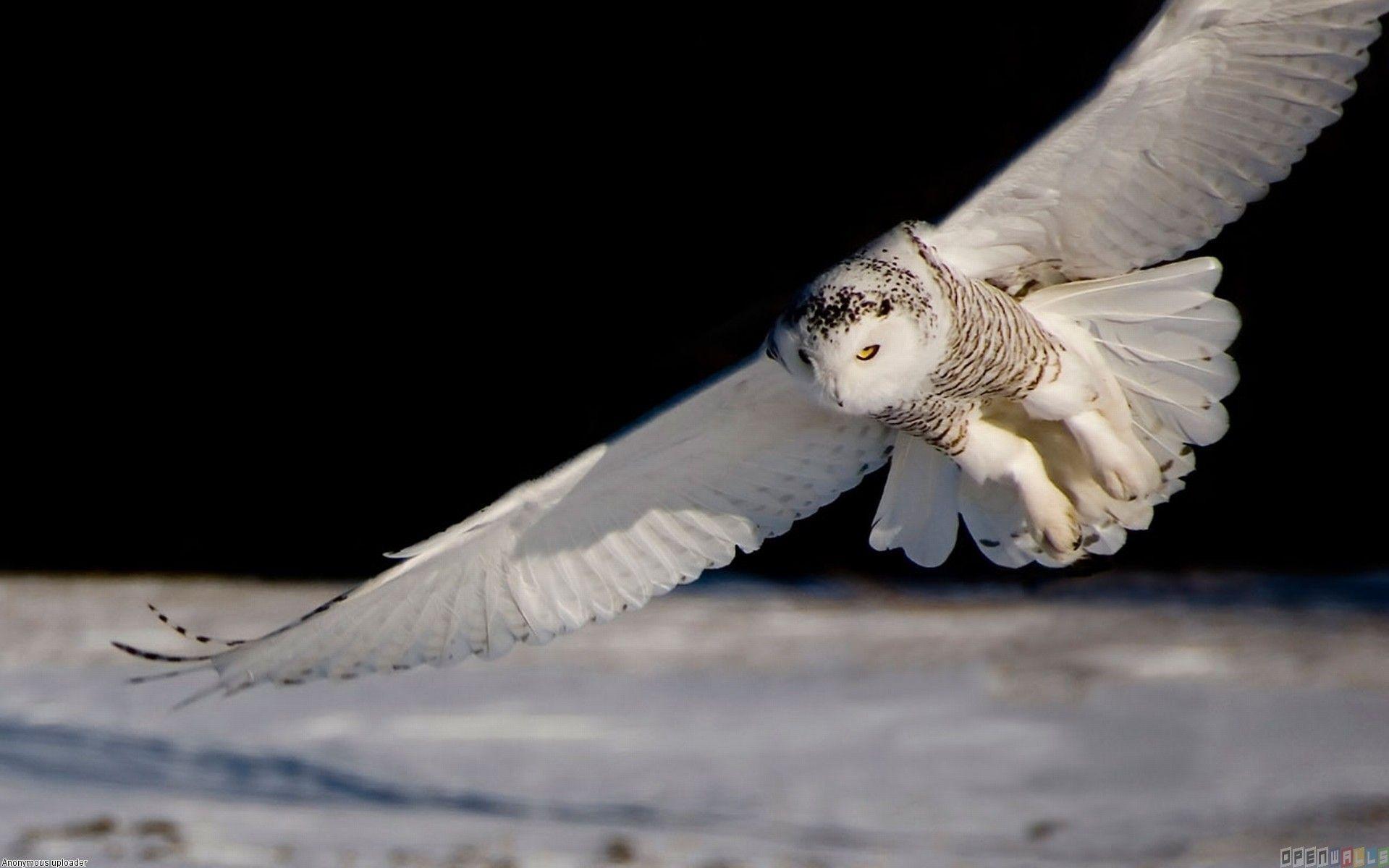 Animals For > Flying White Owl Wallpaper