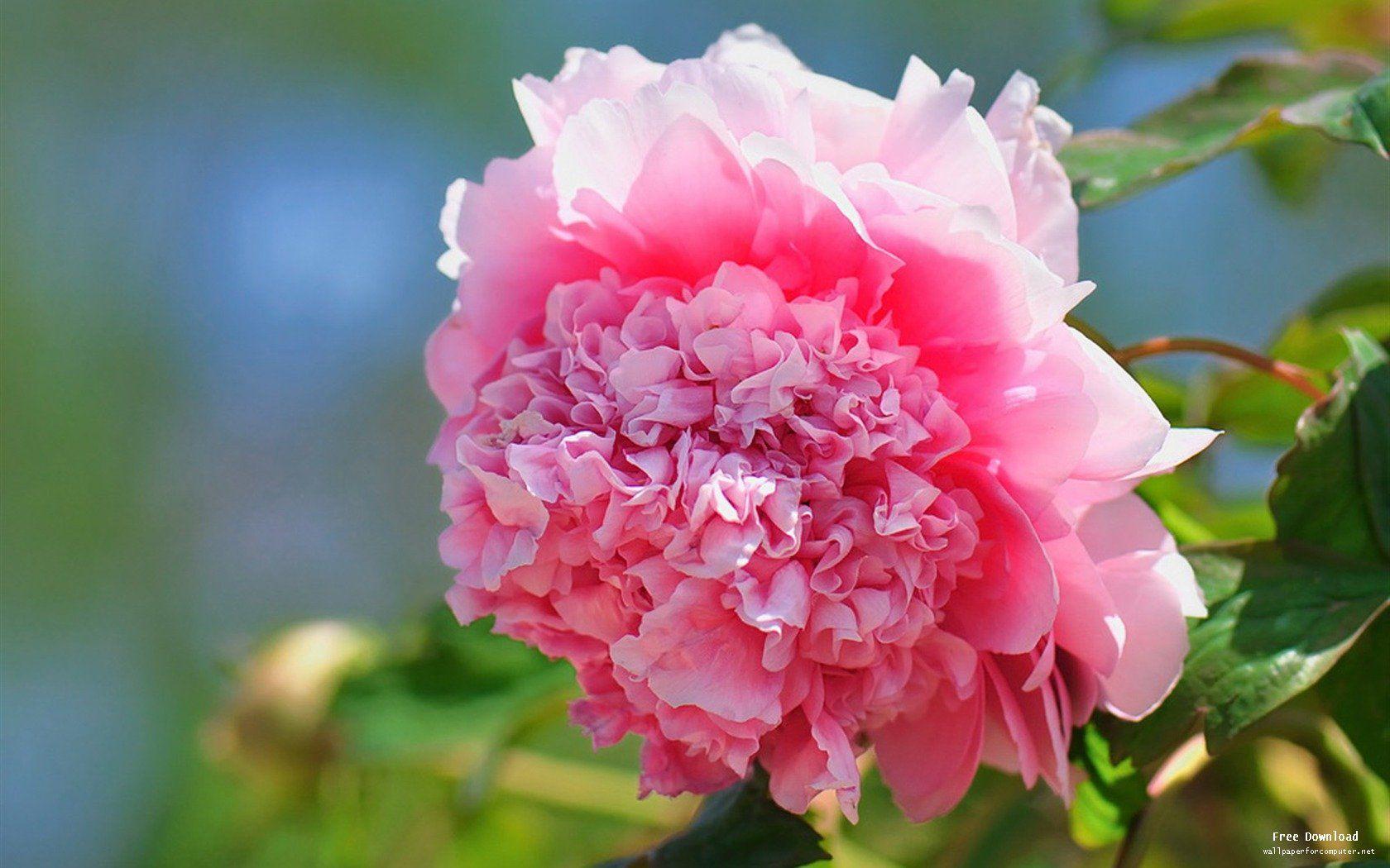 bright peony flower photography Wallpaper 01 View