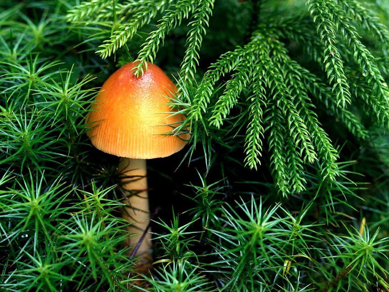 Desktop background // Animal Life // Nature // Yellow mushroom
