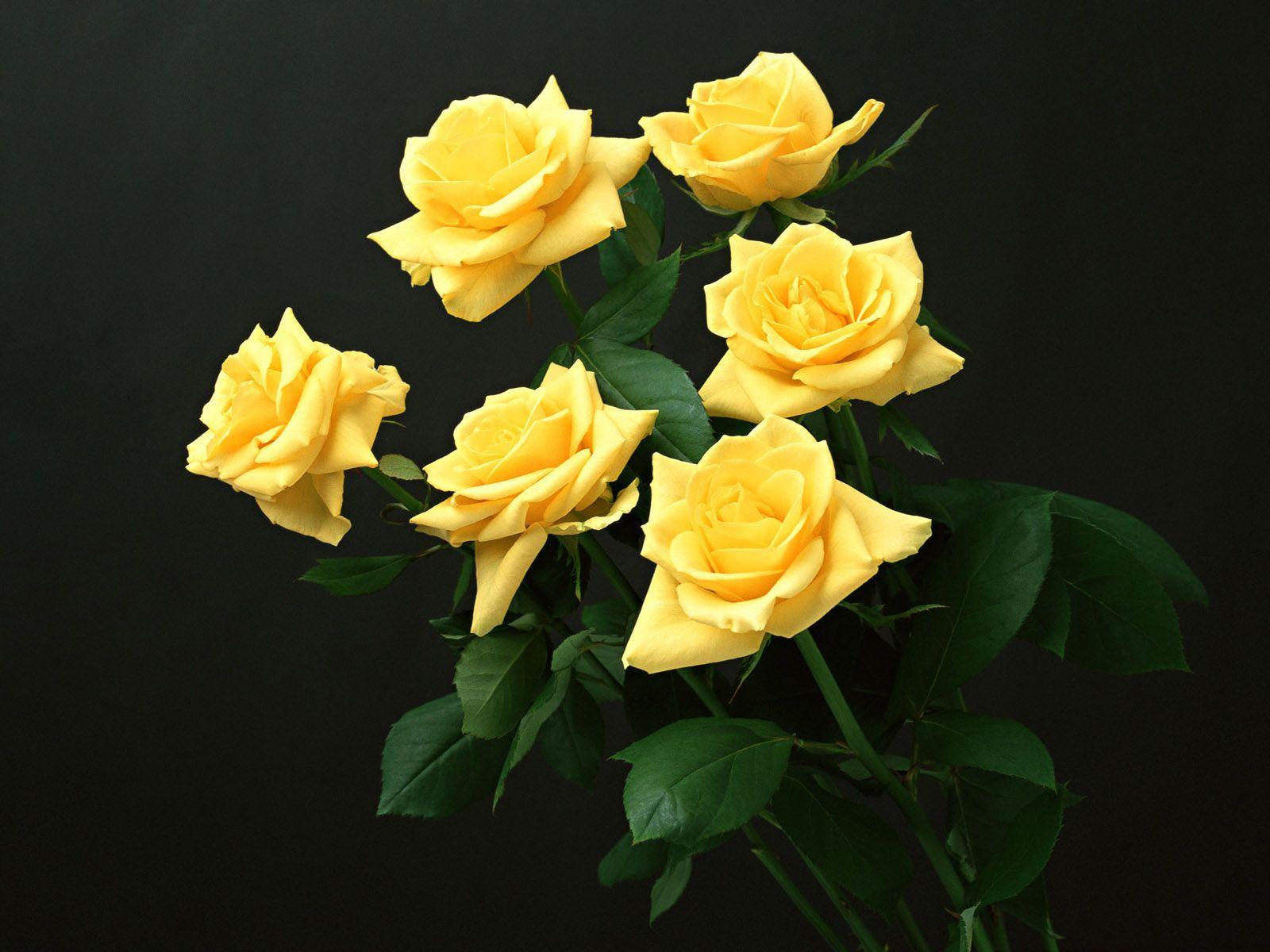 Yellow Rose Flower Wallpapers Wallpaper Cave