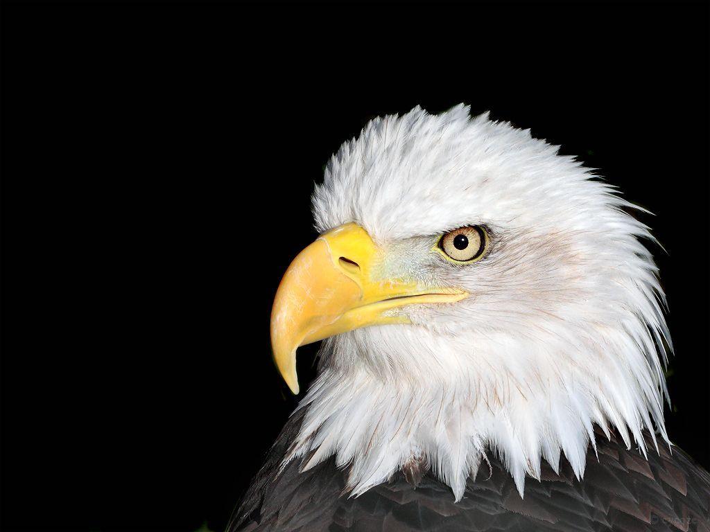 Eagle Bird Wallpaper and Background
