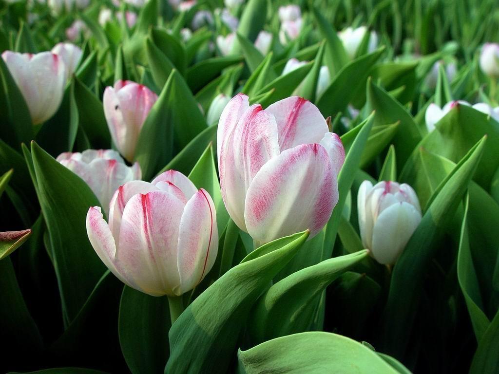 Tulips Flower Wallpaper For Your Desktop Background
