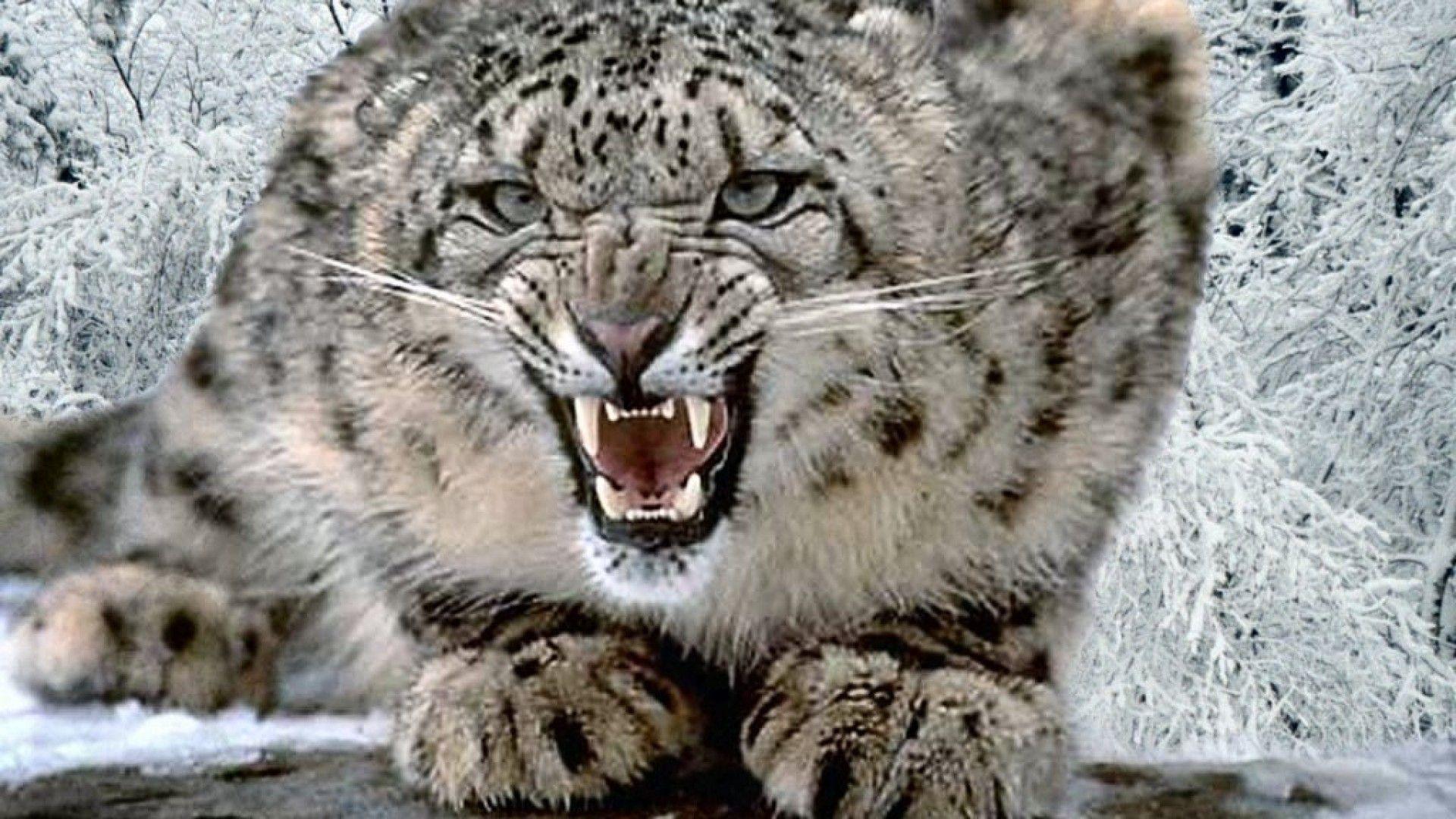 Snow Leopard Wallpapers Hd Pictures 4 HD Wallpapers