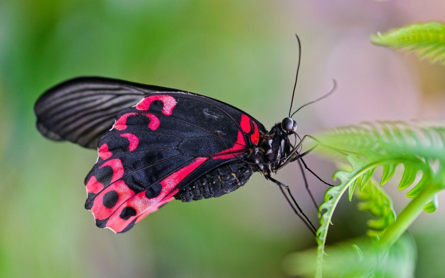 Black and Red Butterfly widescreen wallpaper. Wide