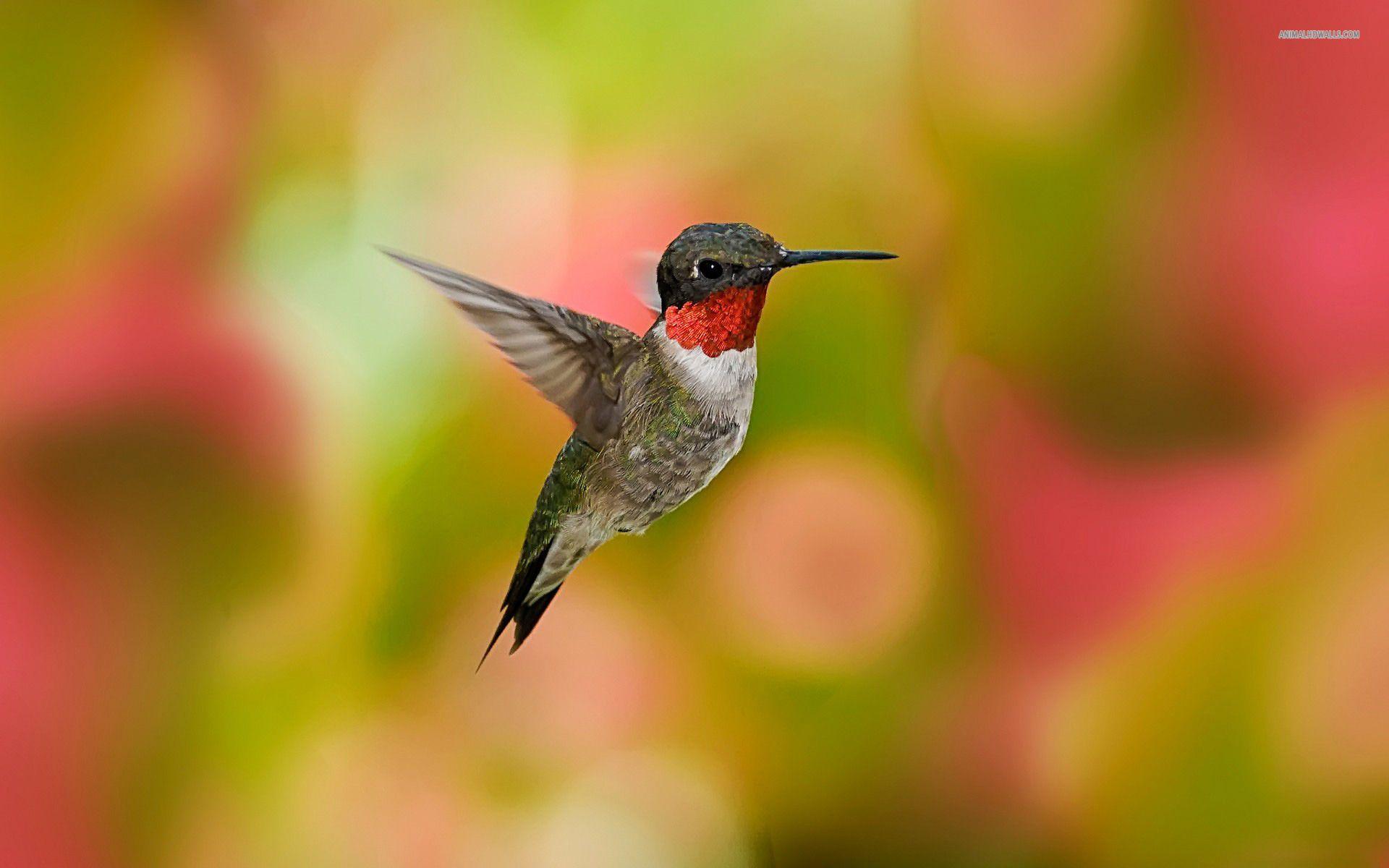 download motor kolibri