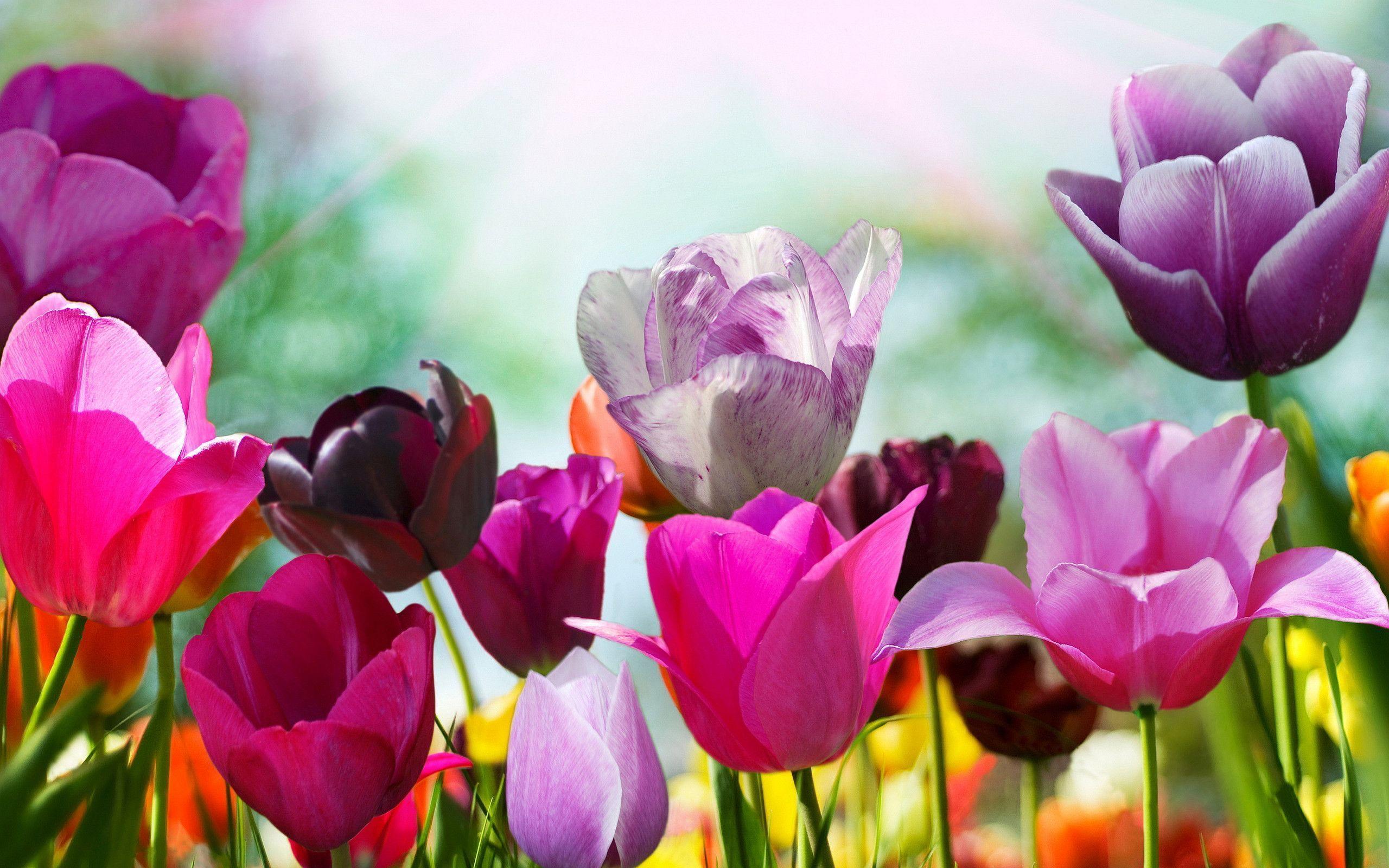 Purple Tulips HD Picture And Wallpaper. TanukinoSippo