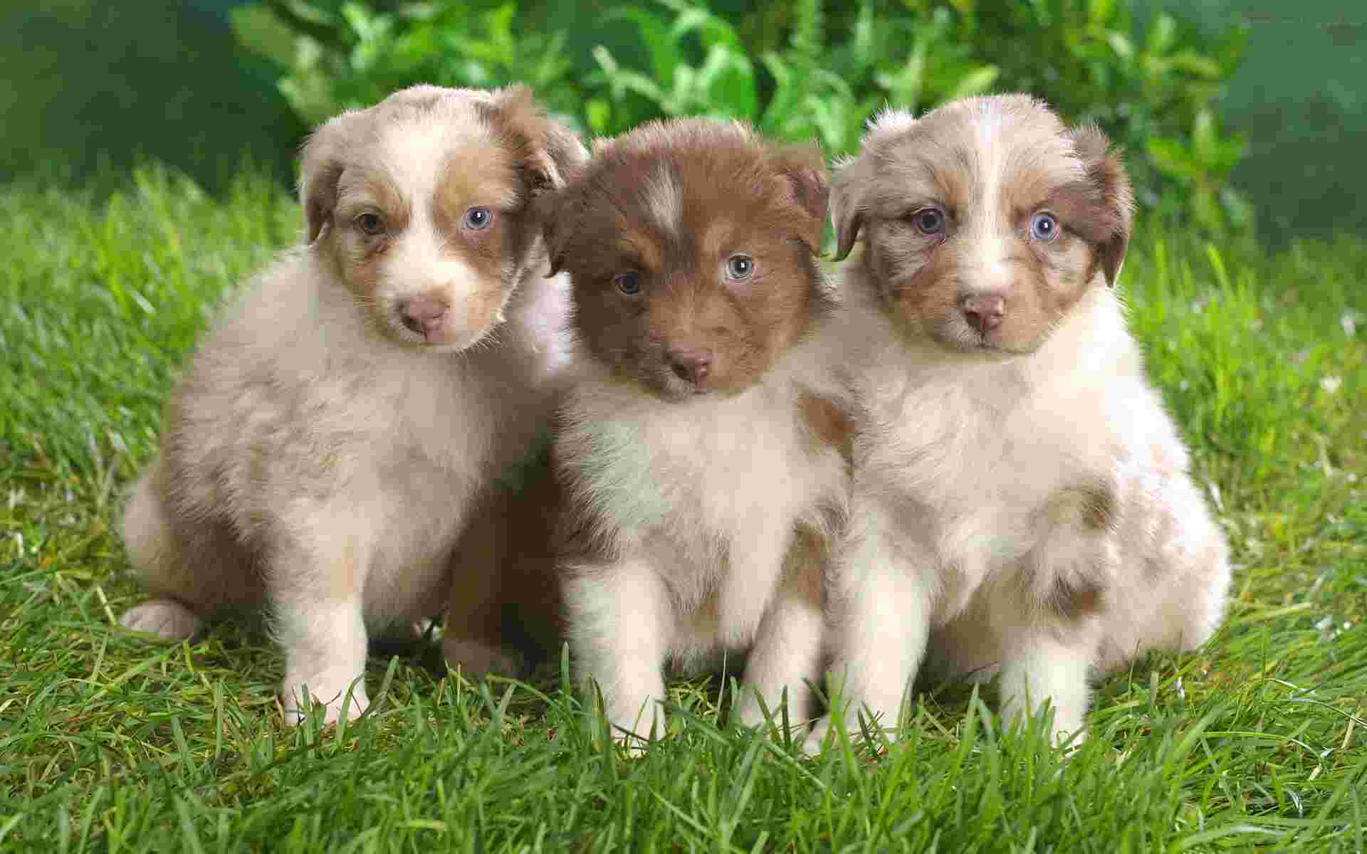 cute puppies wallpaper free picture