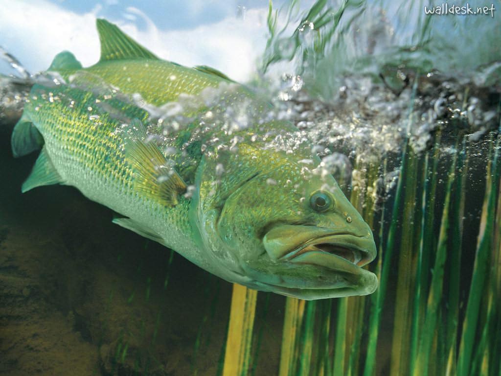 largemouth bass wallpaper