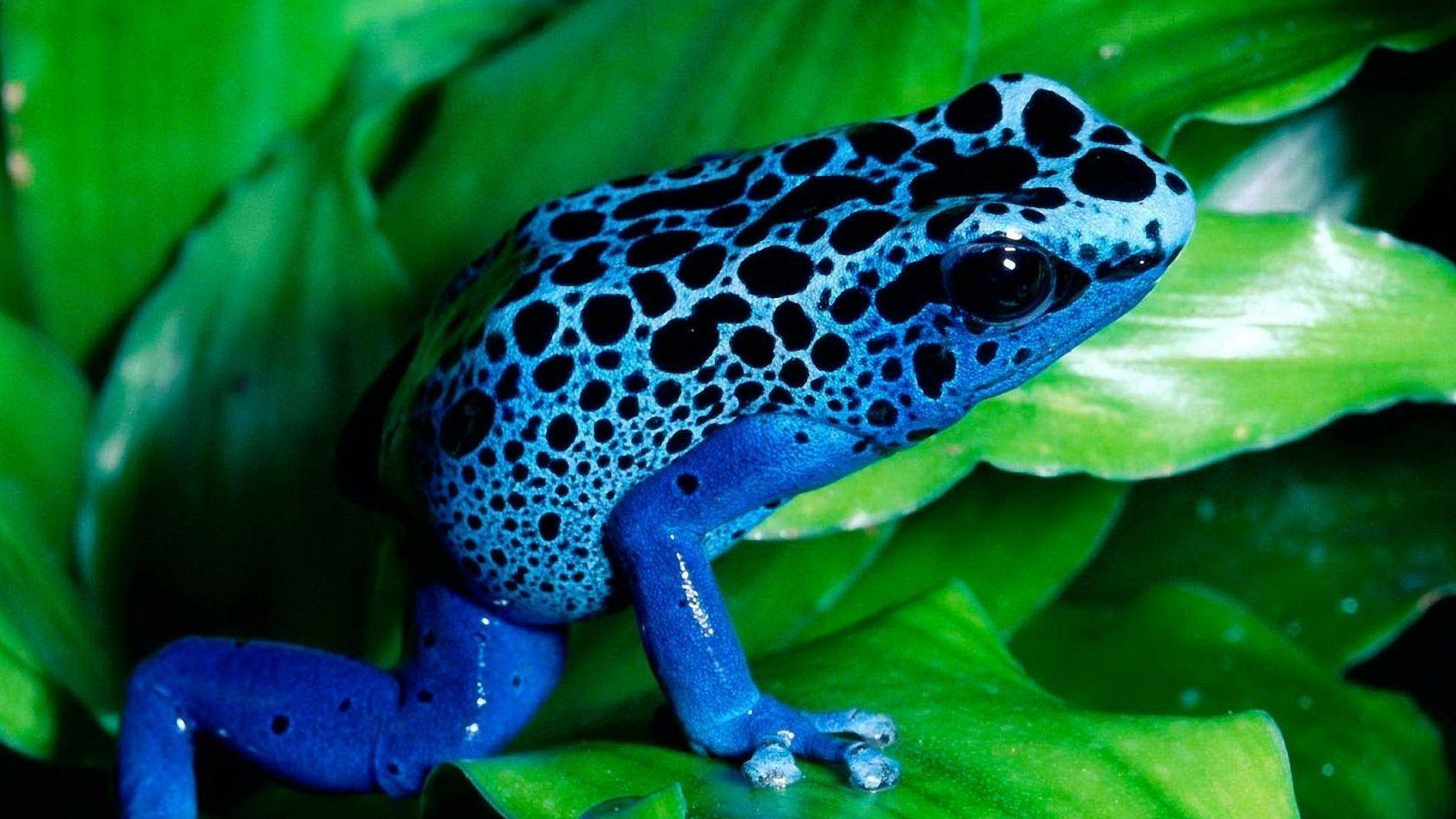 Frogs HD Wallpaper & Background Download For Desktop