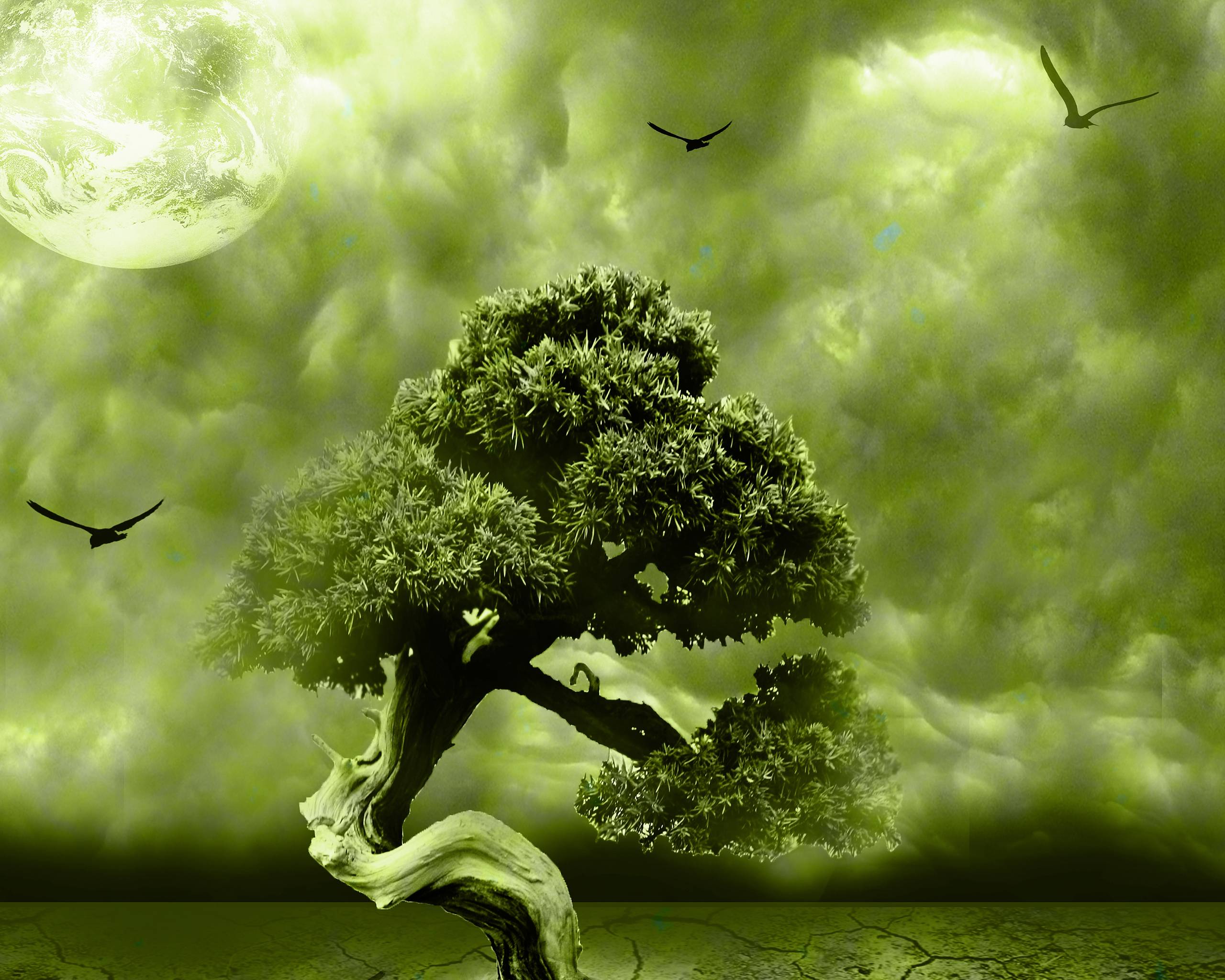 Flower Bonsai Wallpaper