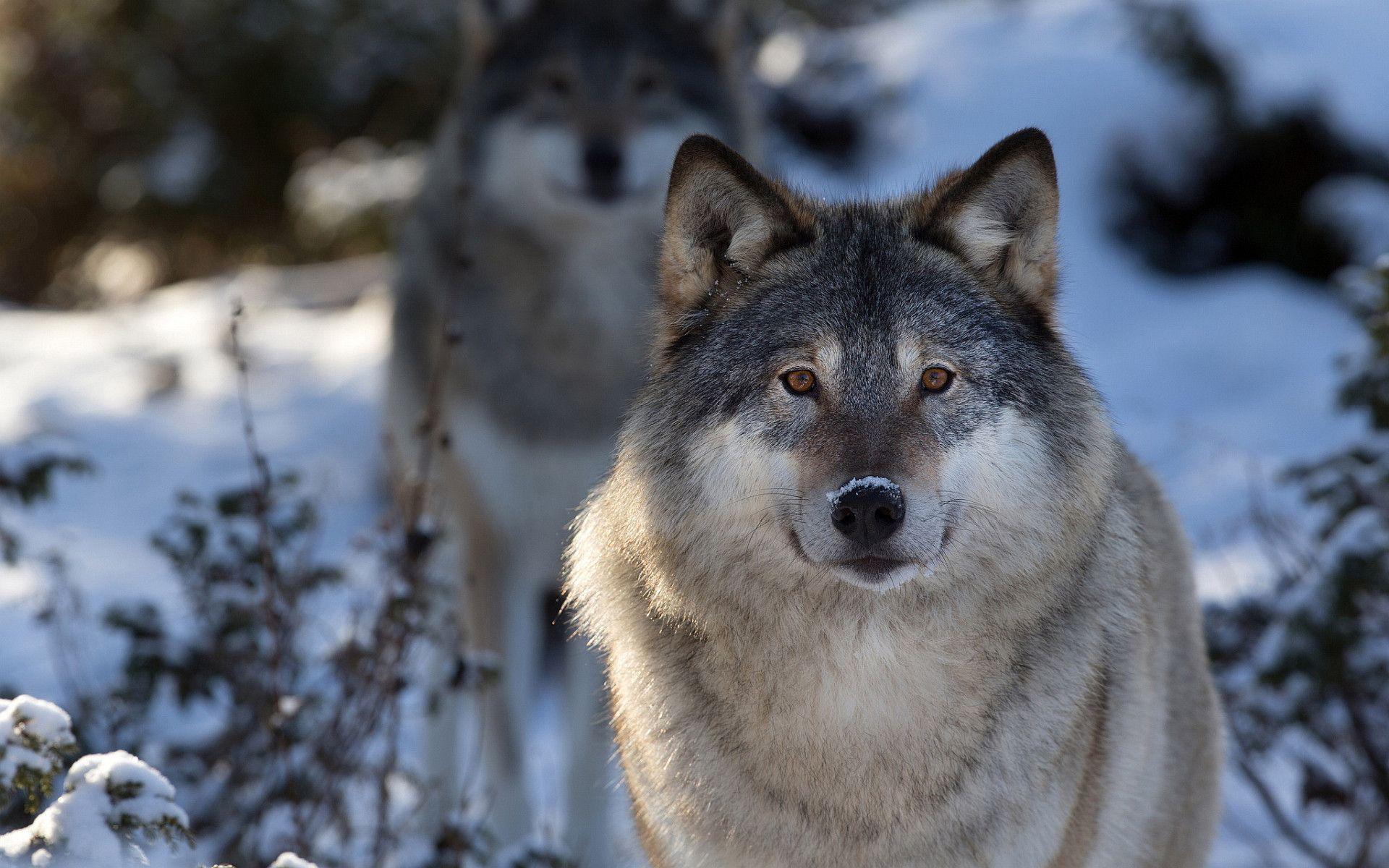 Gray Wolf Wallpap photo