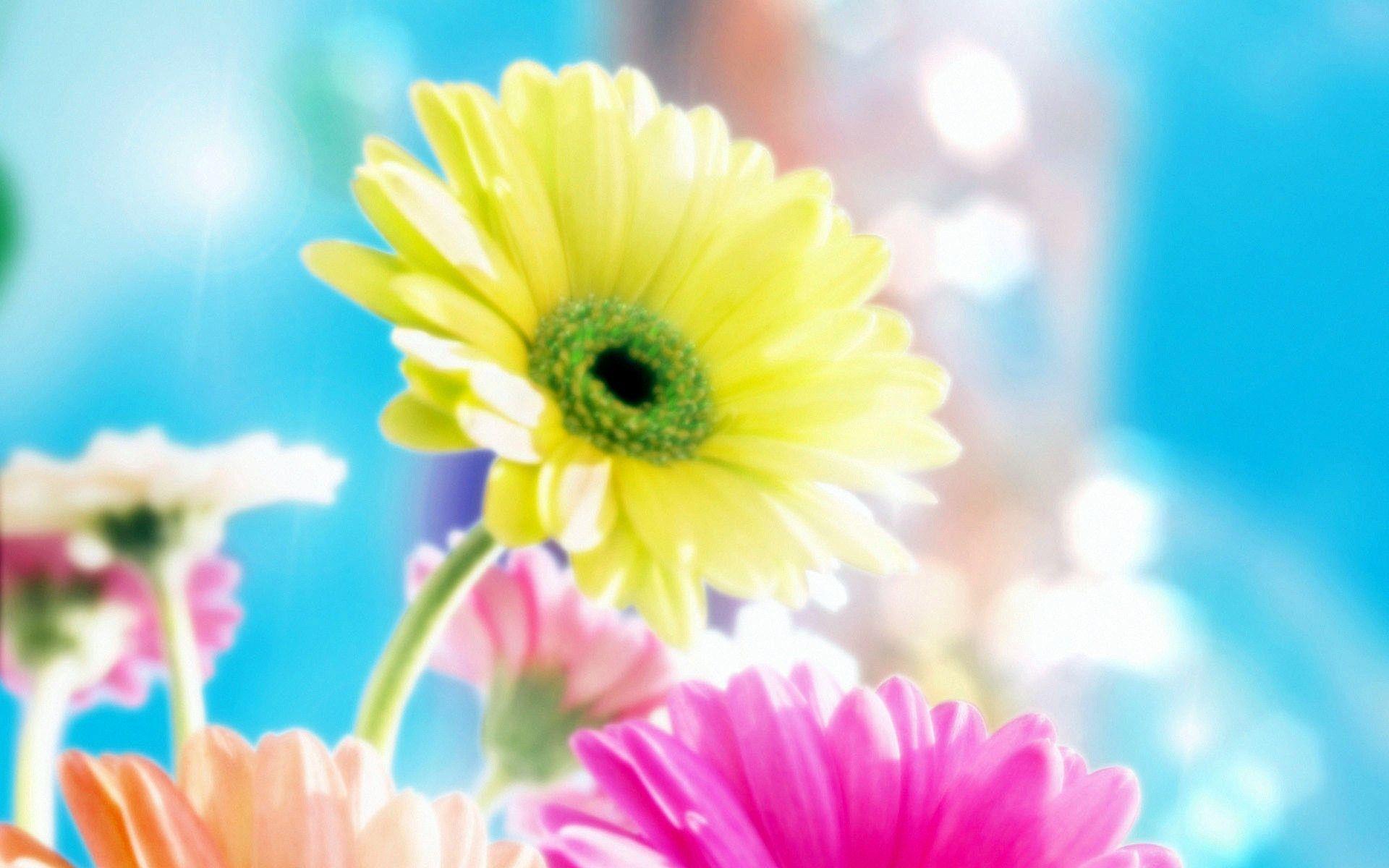 Free Wallpaper Of Colorful Charming Flowers. Free Wallpaper World