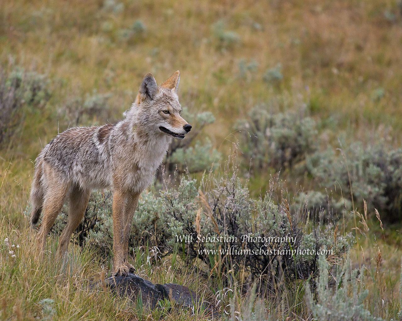 William Sebastian Photography coyote