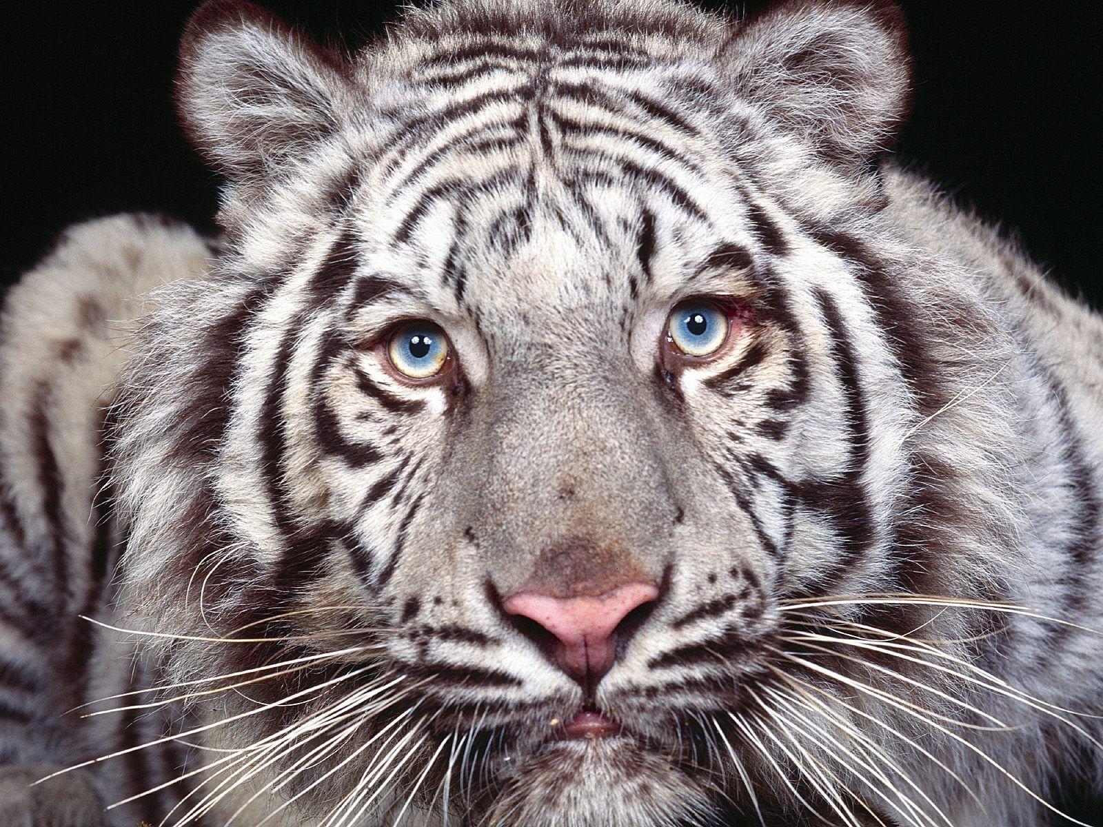 Wallpapers For > Cool White Tiger Wallpapers