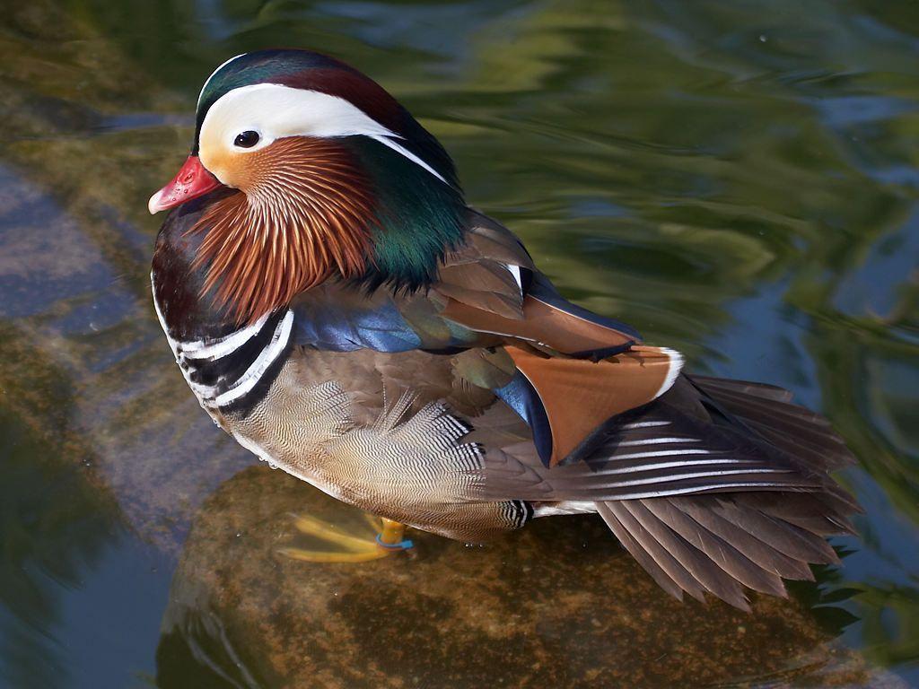 Public domain image picture of wood duck with an ankle braclet
