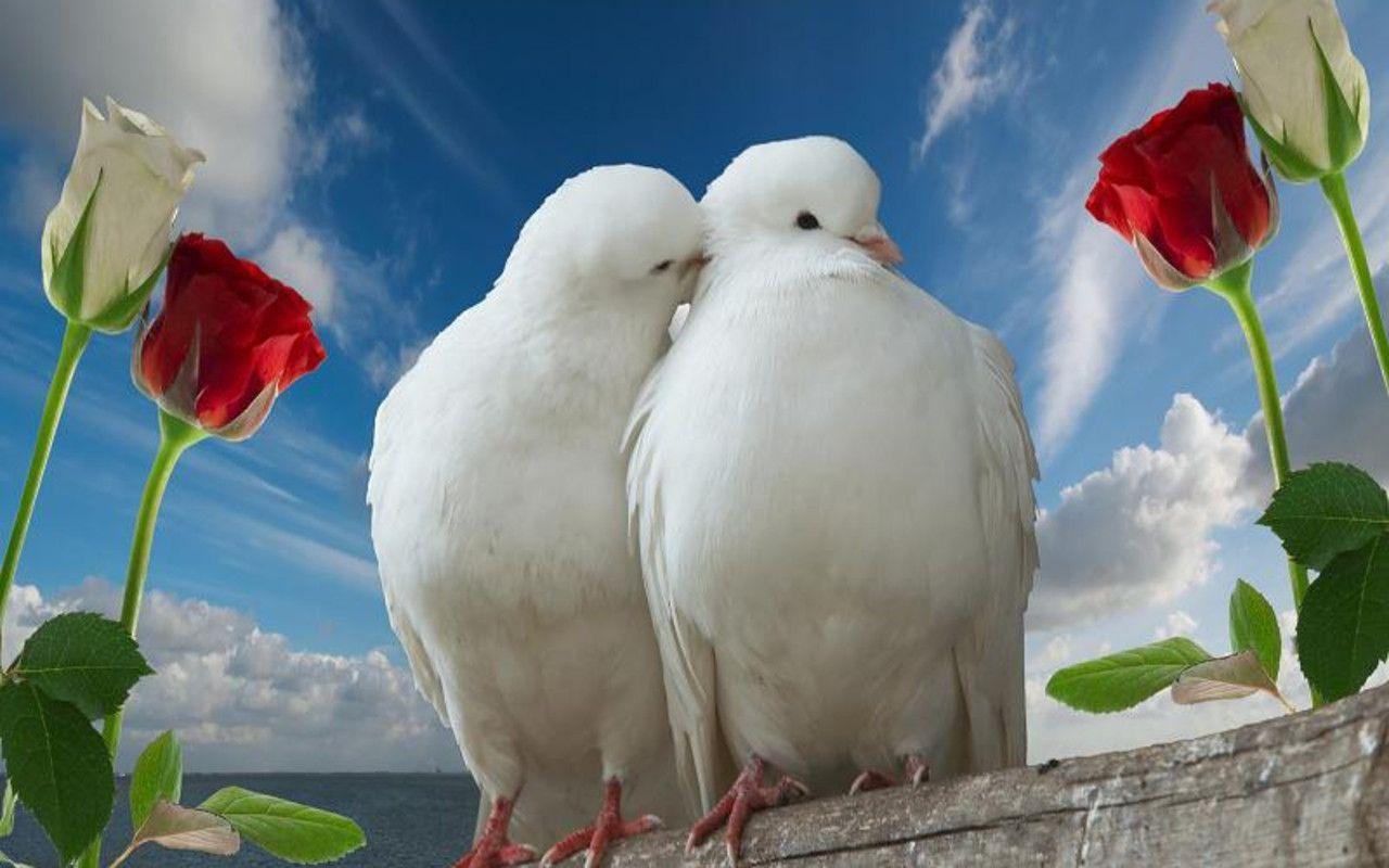 Adorable and Cute Love Birds Wallpaper PixJoJo Pix