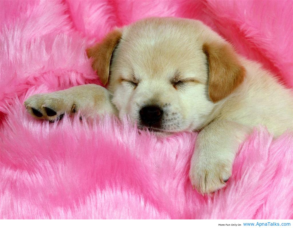 Cute Baby Dog Wallpapers HD