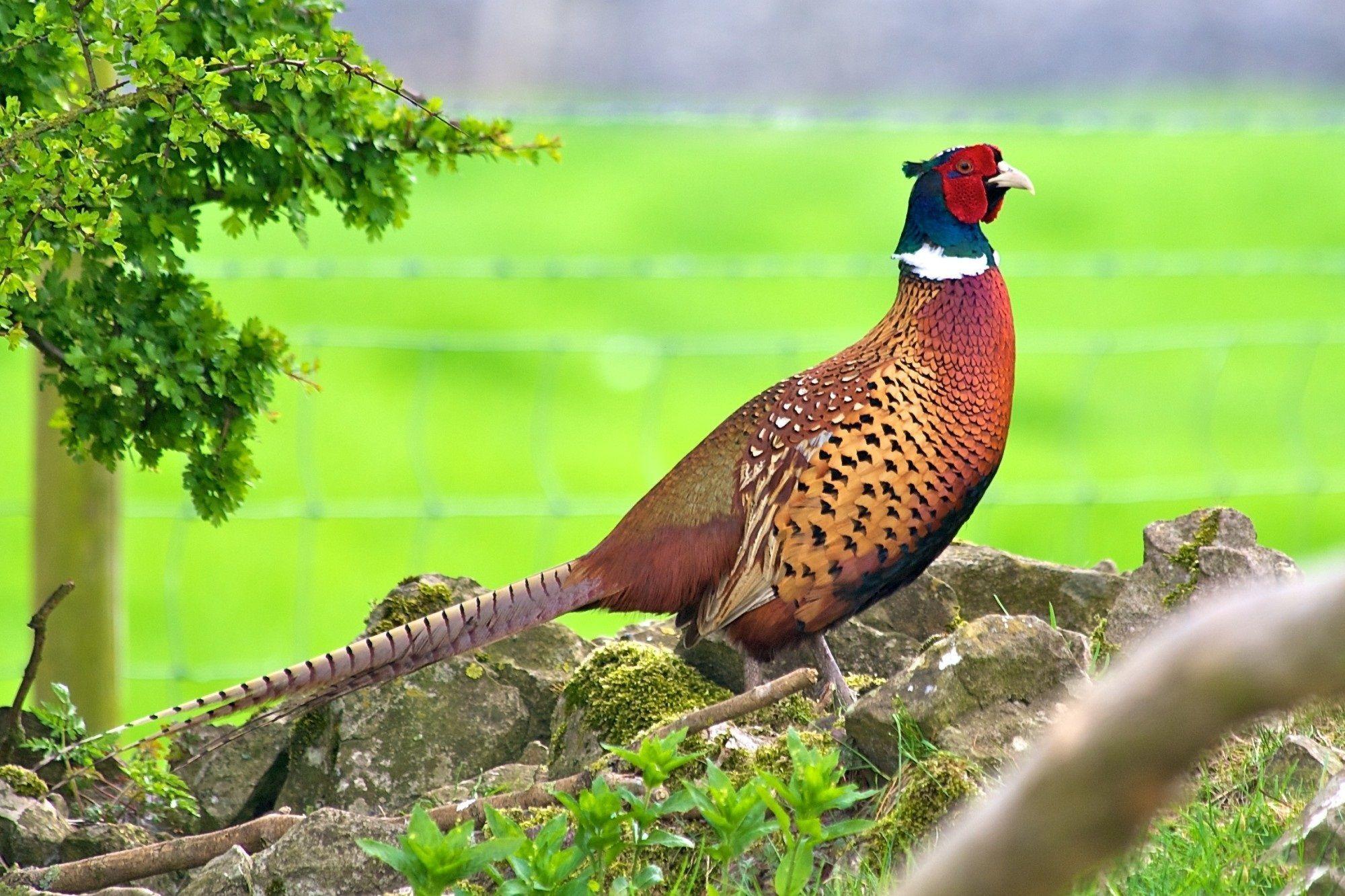 Pheasant Bazant Ptaki Zwierzeta Animals HD wallpaper #
