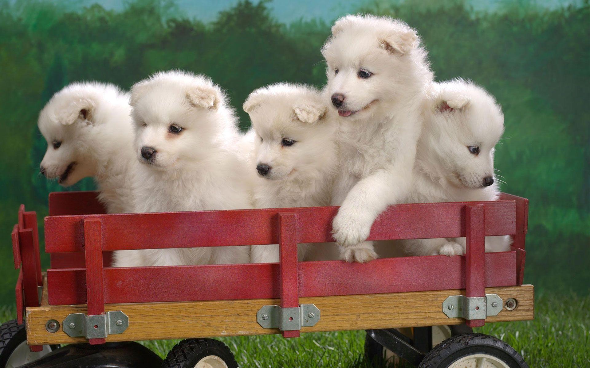 Wagonload of Samoyed Puppies Wallpaper