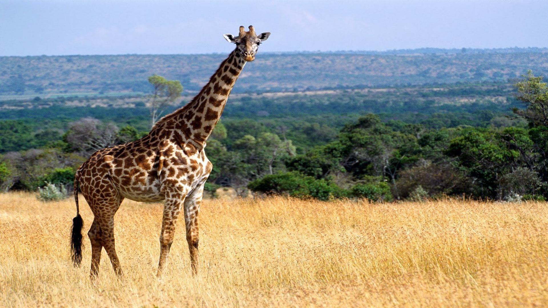 Giraffe Masai Mara game reserve Kenya free desktop background