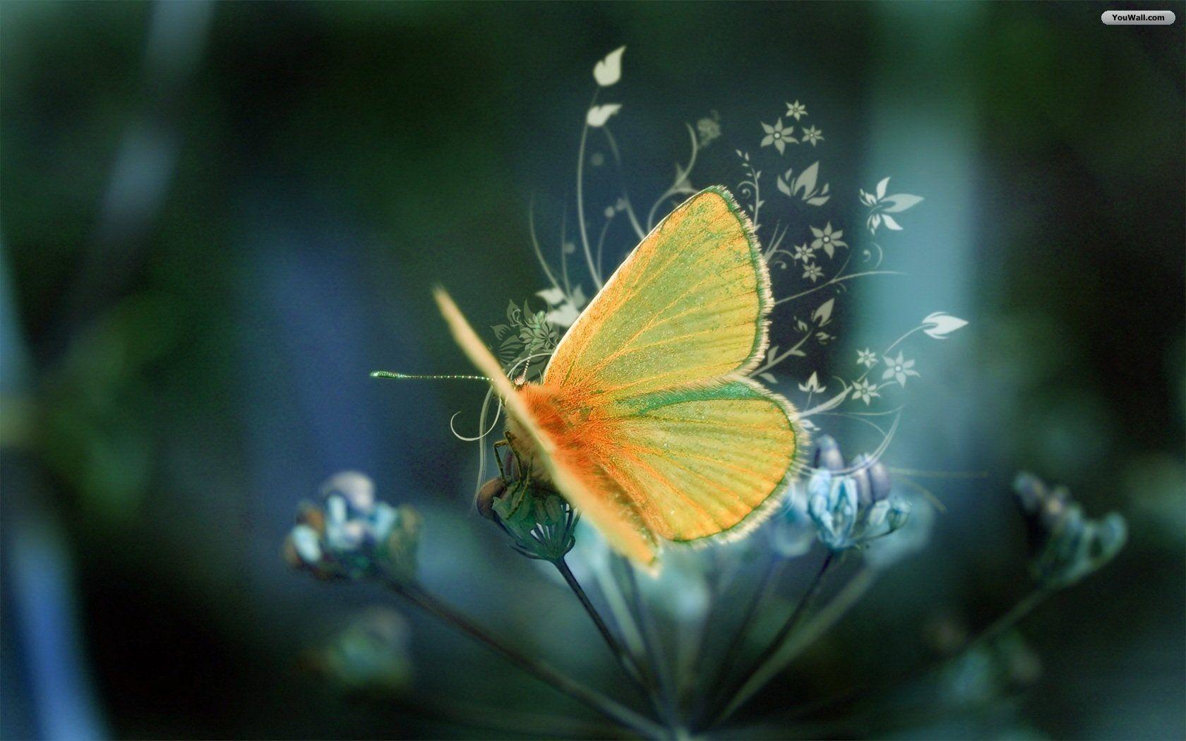 Download Yellow Butterfly Free Wallpaper 1680x1050. HD Wallpaper