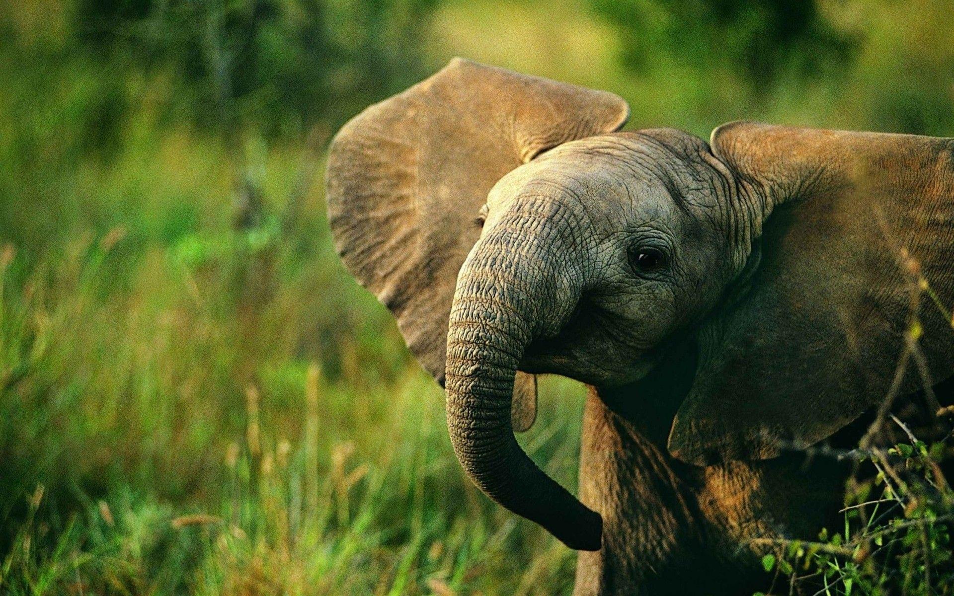 Baby Elephant Desktop Background Image & Picture