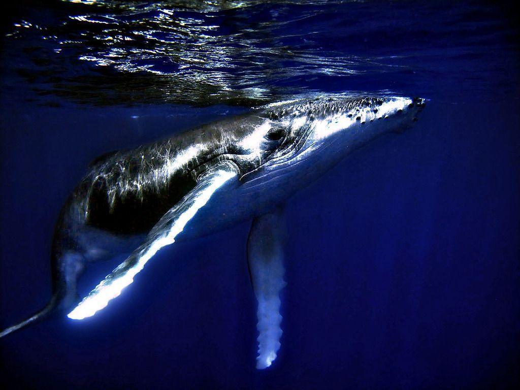 Gallery For > Humpback Whale Wallpaper