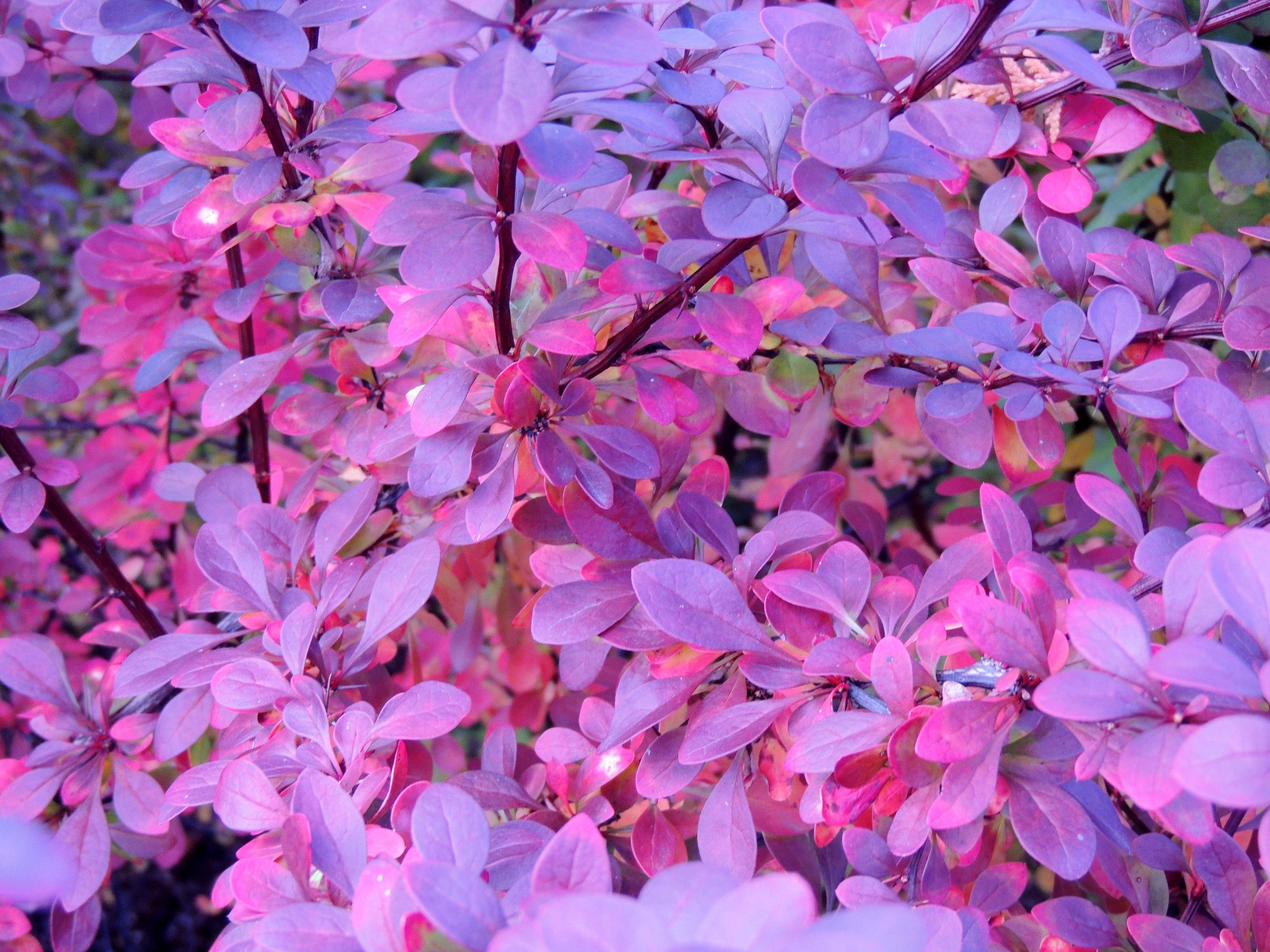 HD *Pink And Purple Autumn* Wallpaper « HD Nature Wallpaper