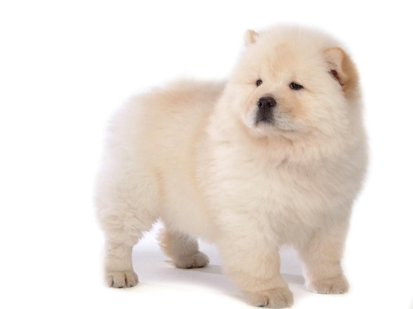 Chow Chow White HD Wallpaper