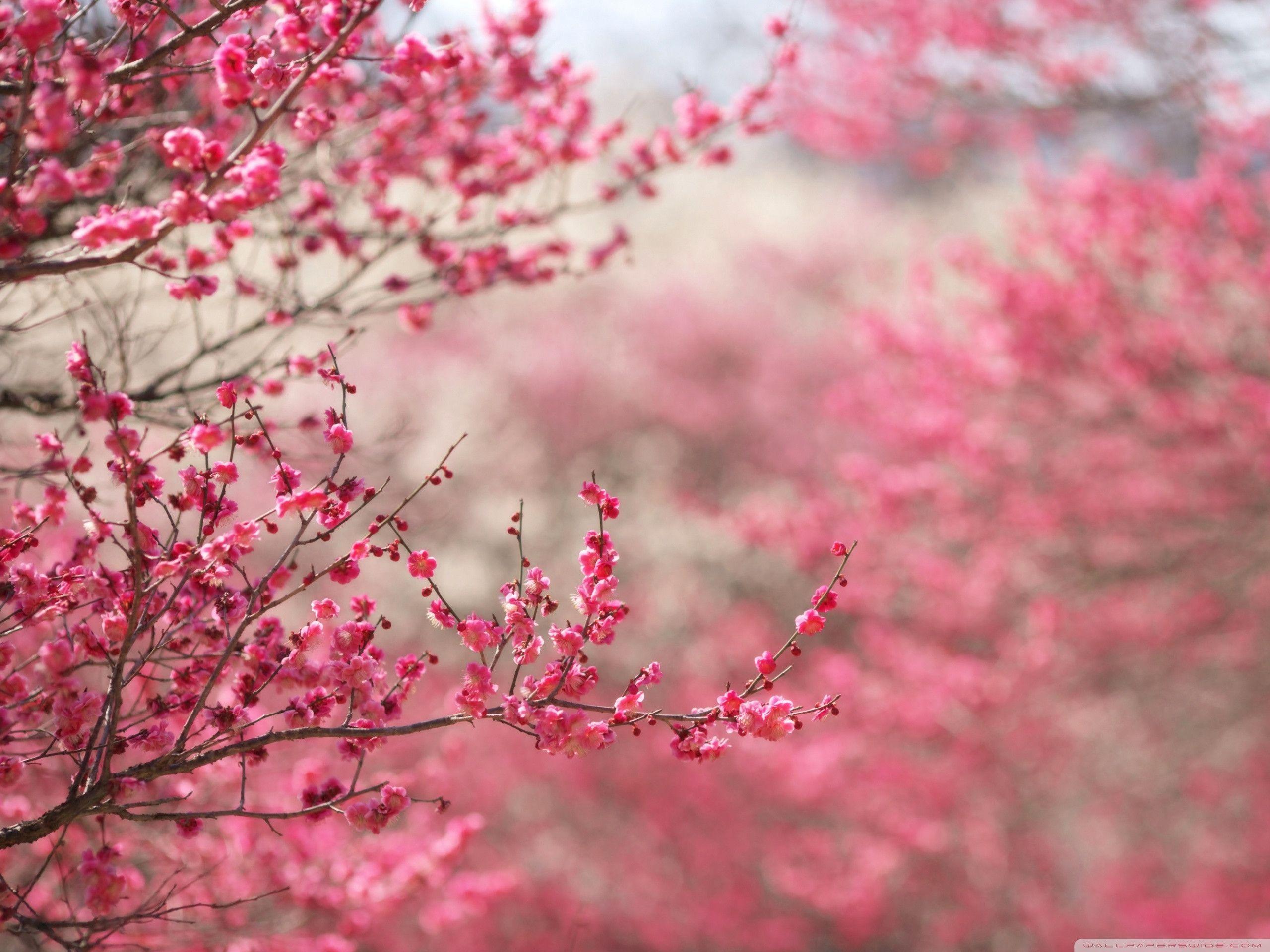 Spring Signs Springs HD Resolutions Wallpaper, Free Widescreen