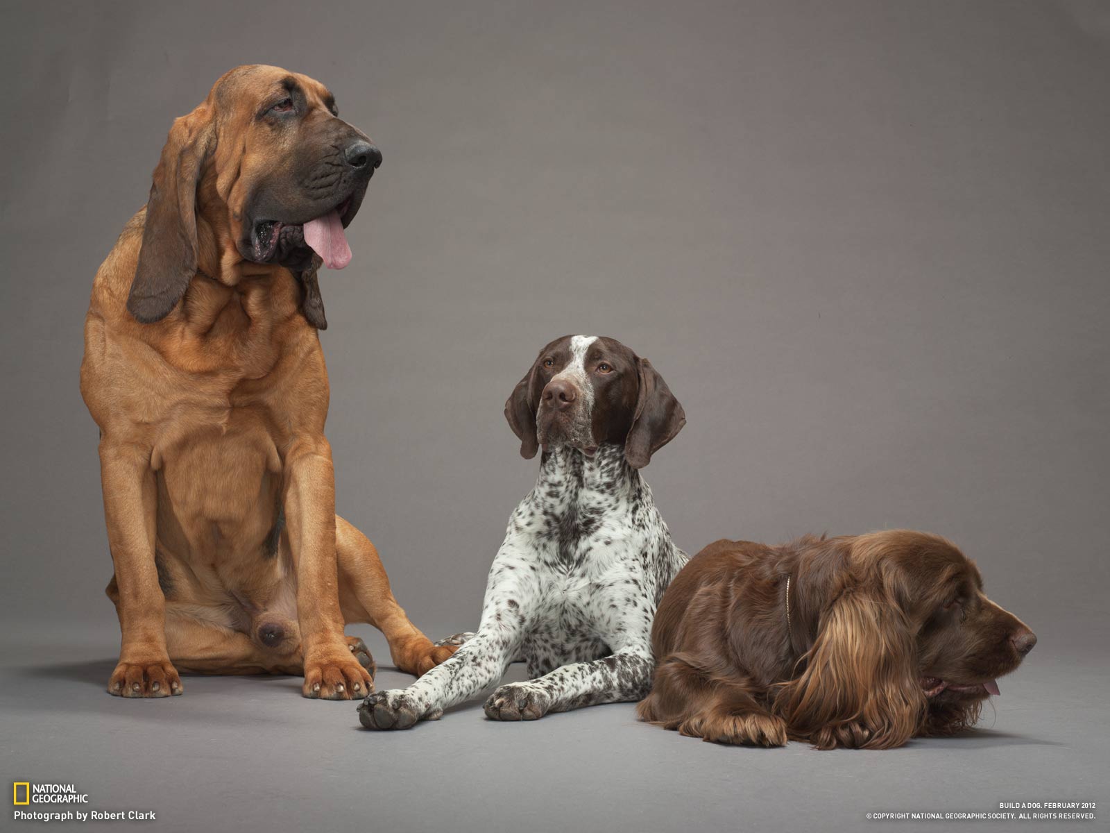 Pin Bloodhound Dogs Wallpaper