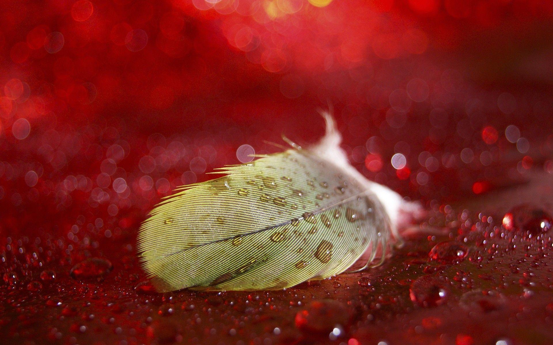 wet feather red background focus wide HD wallpaper